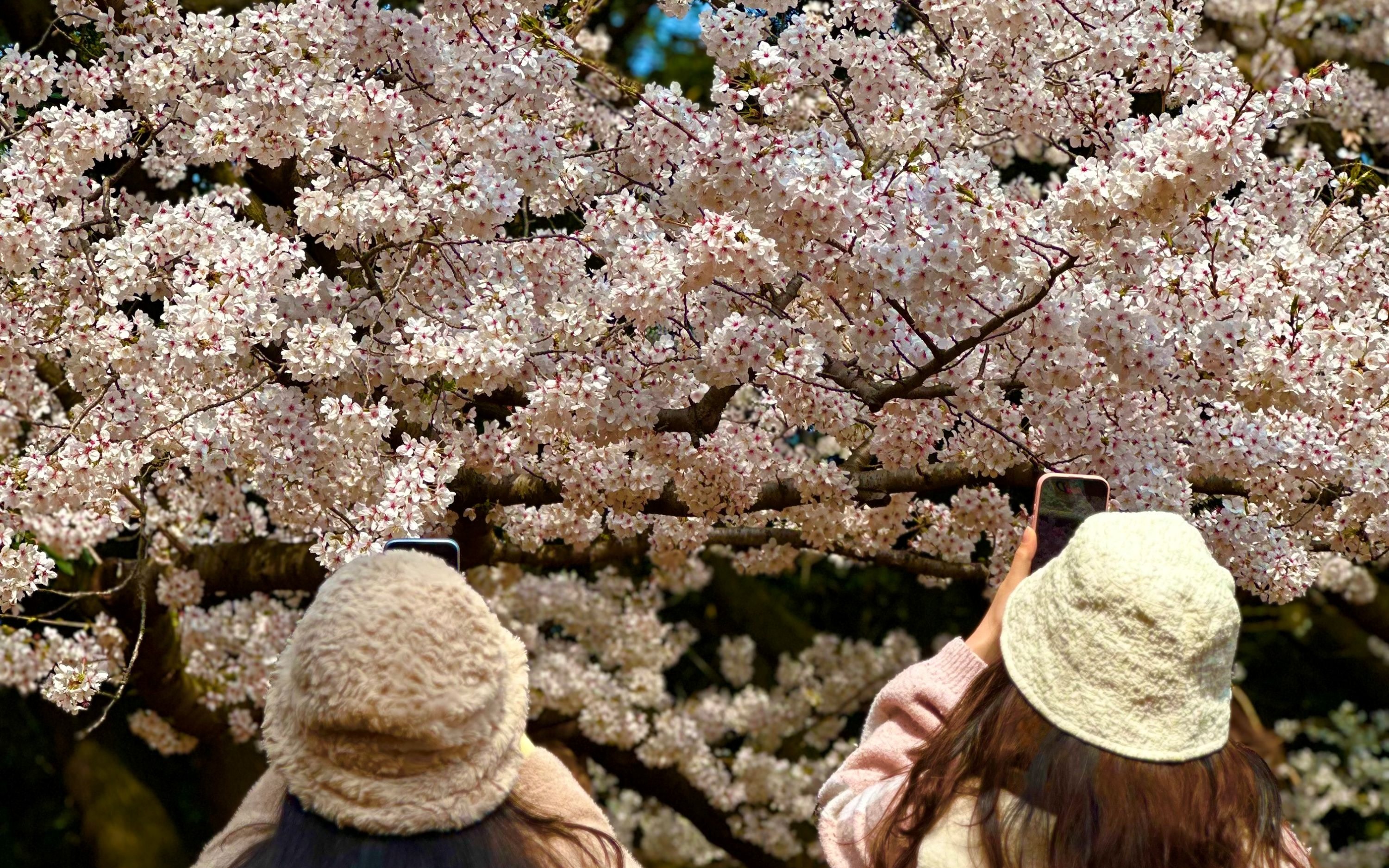 Jeju Cherry Blossom Healing UNESCO Small Group Tour -East/West/South