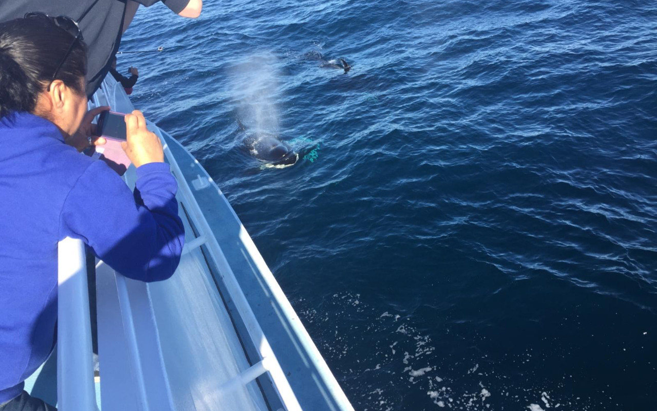 Marveling at the breathtaking sight of a whale spouting water so close