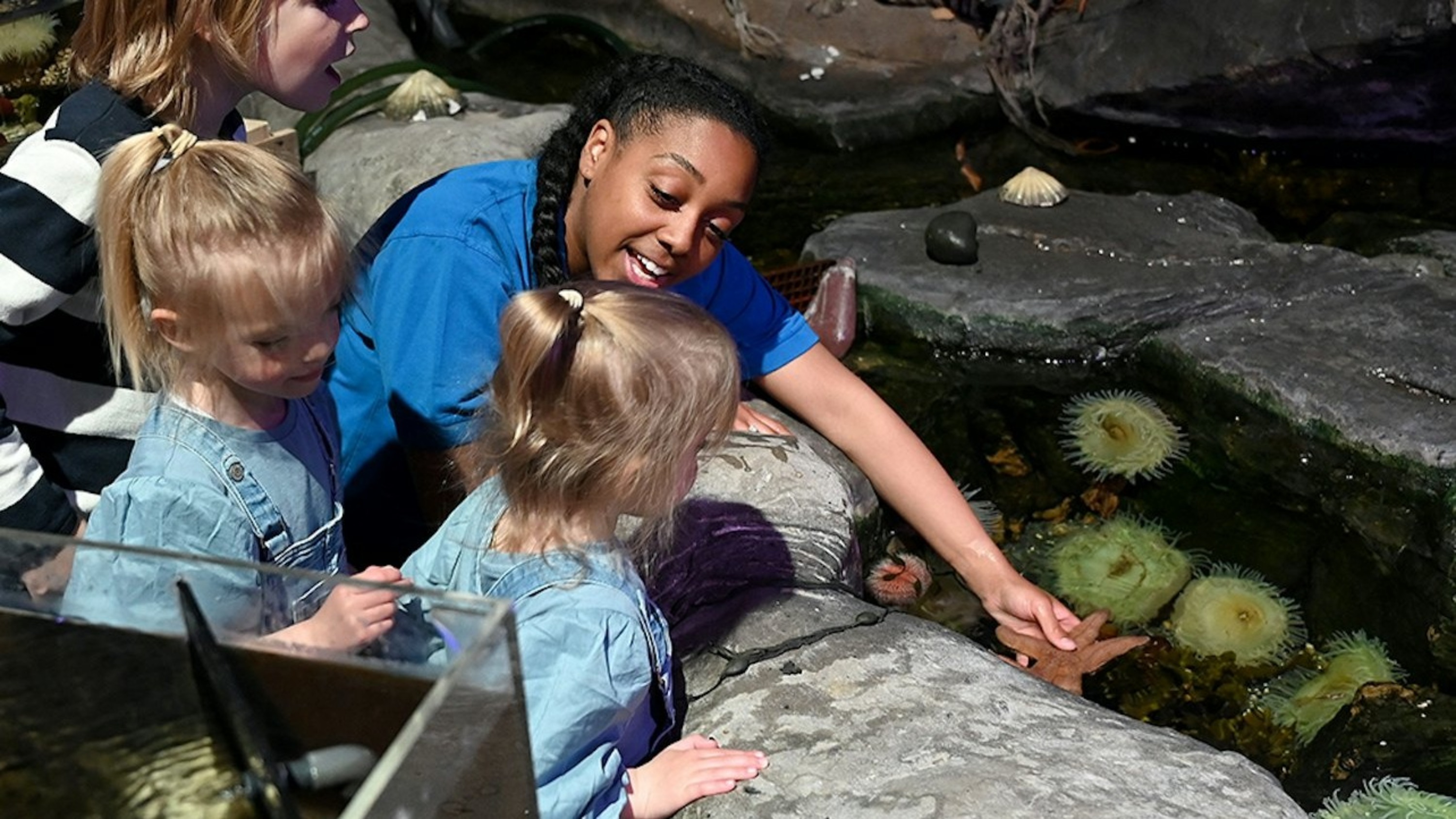Enjoy an educational and engaging experience interacting with marine life at SEA LIFE Birmingham's touch pools