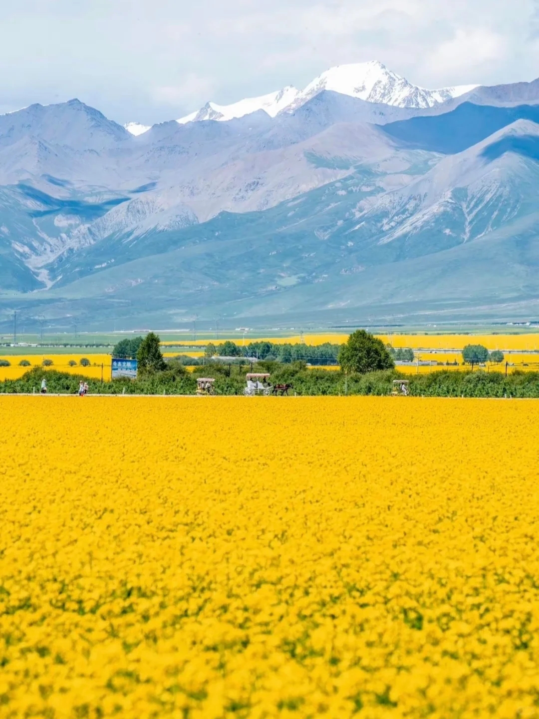隨後到達【門源油菜花田】。觀賞最美油菜花海，鋪天蓋地的金黃色，無際無邊。浩門河在中間流淌，競相怒放的油菜花就像鑲在兩道的金絲帶蜿蜒飄舞，與祁連山遙相輝映，讓人迷醉忘返。
然後繼續出發途徑達阪山，在達阪山觀景臺稍作休息，可以遠觀周邊壯麗風光。然後乘車返回西寧，結束行程。