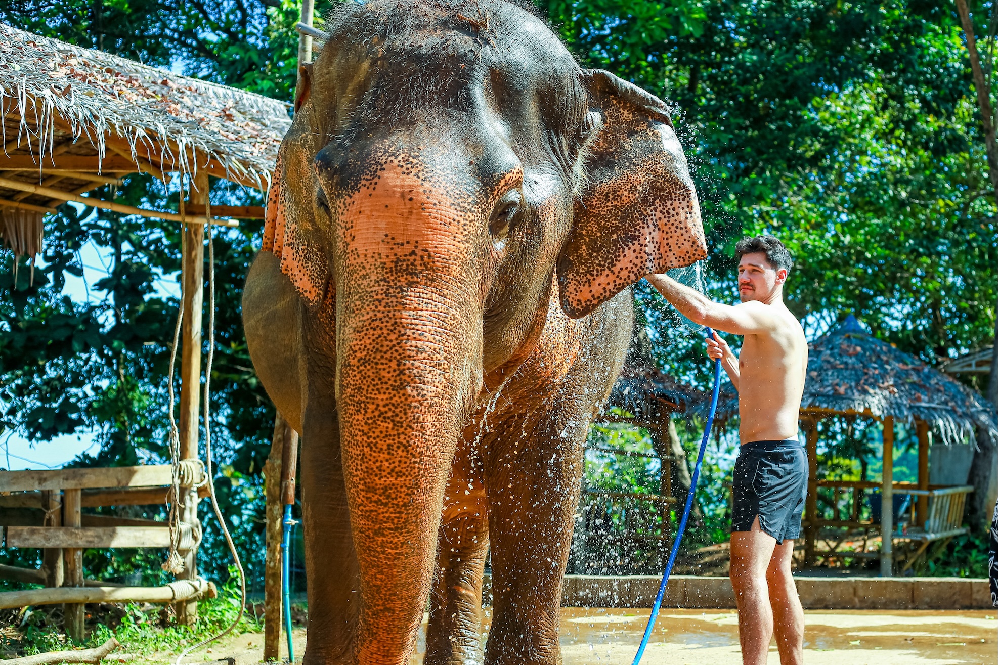 觸摸、照顧大象,並與牠們共度美好時光。 觸摸、照顧大象,並與牠們共度美好時光。