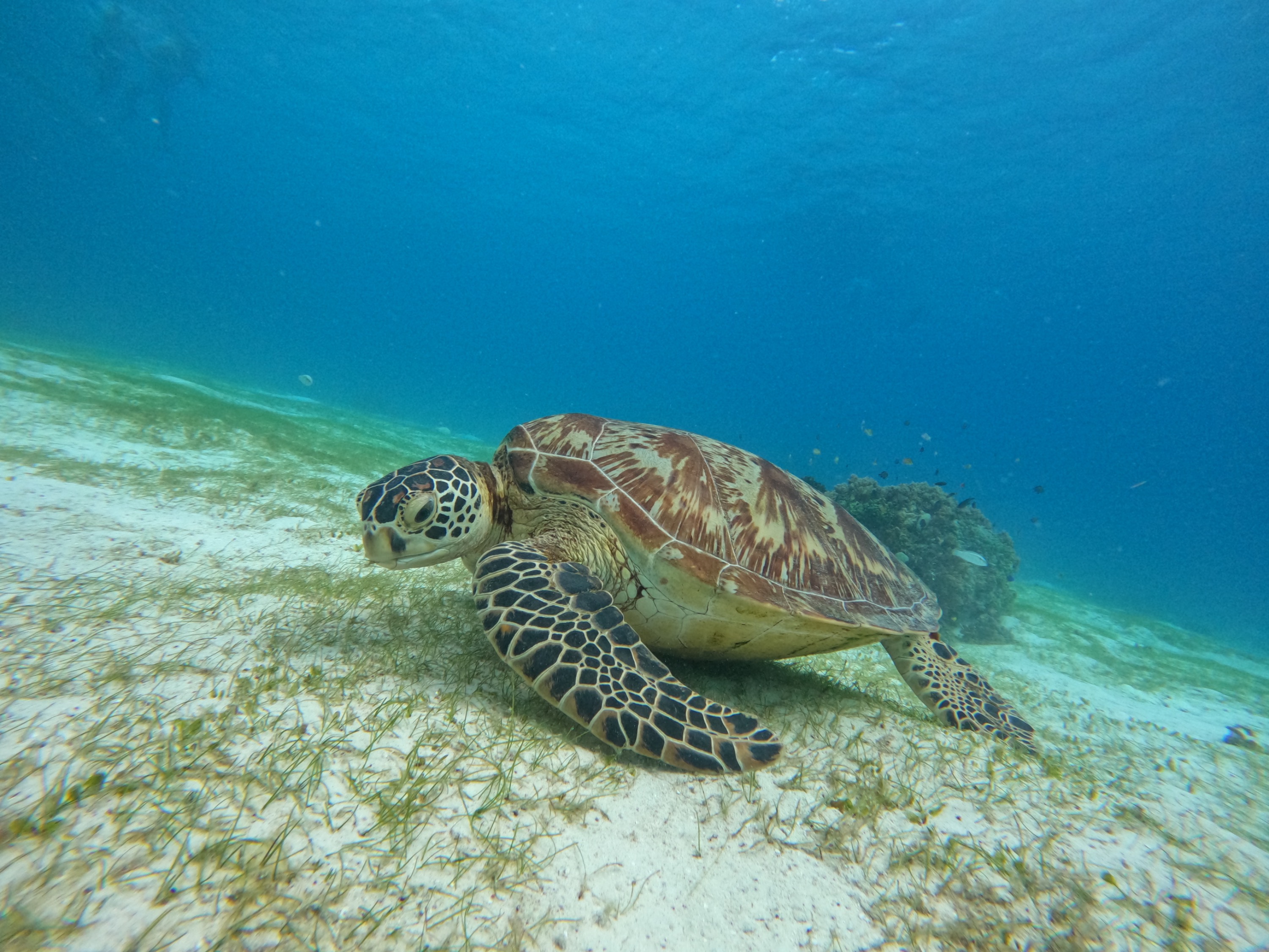 Bohol Boat Tour - Lunch, Snorkel in Coral Reef & Turtle Sanctuary