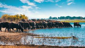 Lake Manyara National Park Full-Day Private Safari