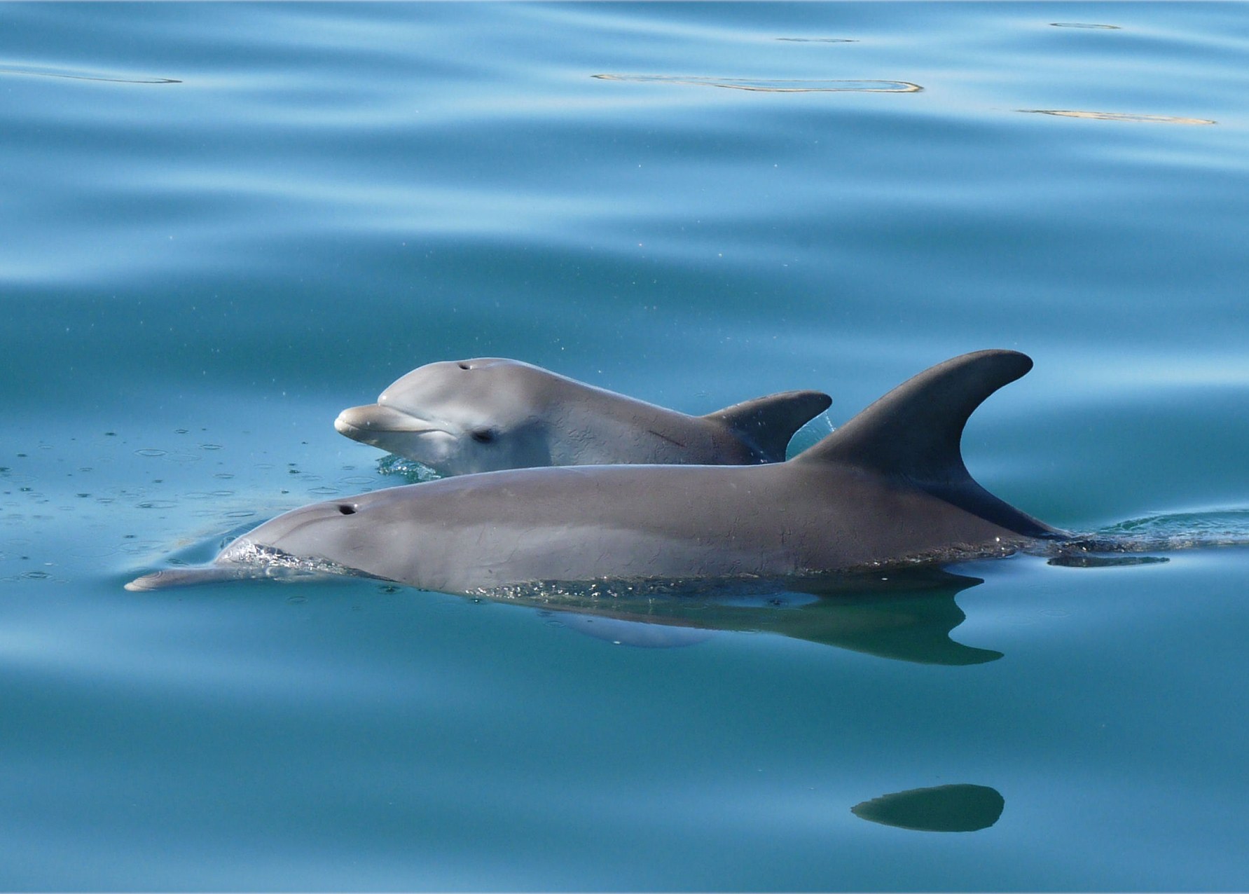 班伯利 Dolphin Discovery Centre 海豚生態巡遊