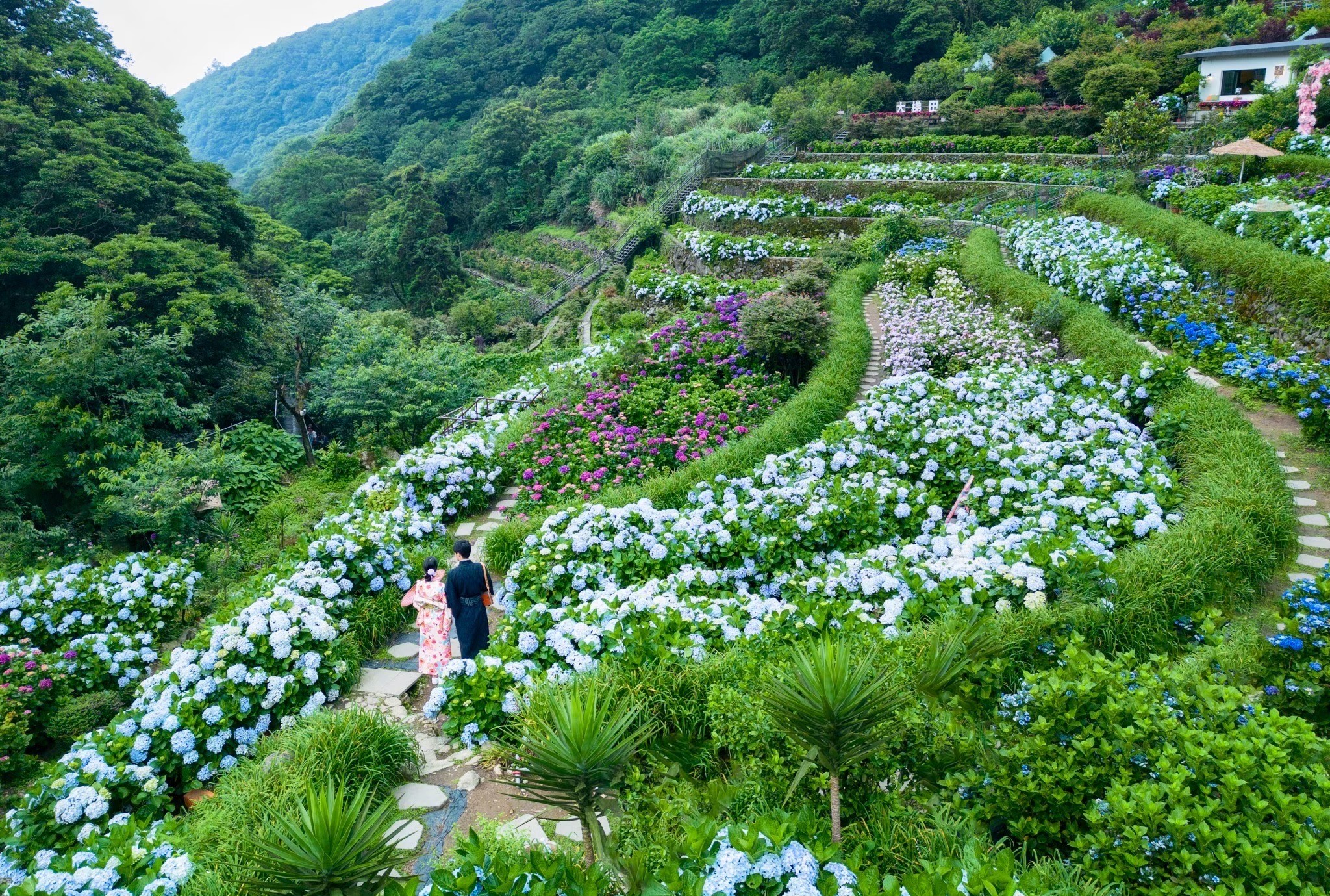 曹家花田香門票