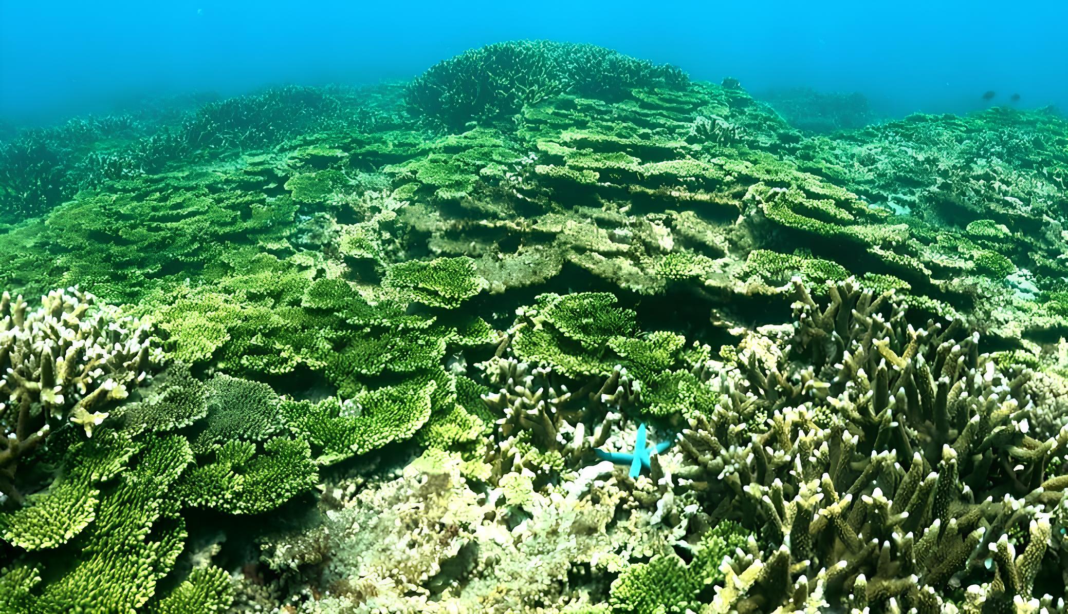 澎湖跳島：七美・將軍嶼秘境紫色珊瑚雙浮潛