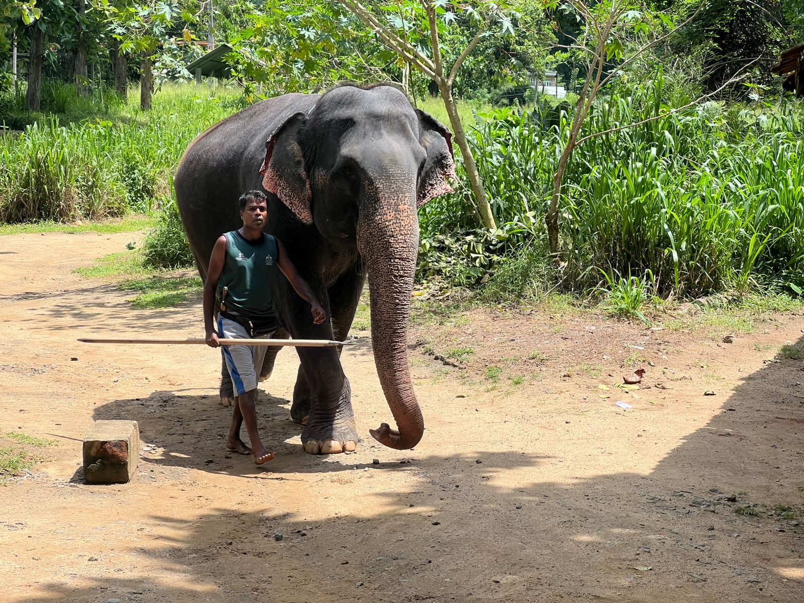 Kandy Day Tour From Colombo , Bentota , or Kalutara Area