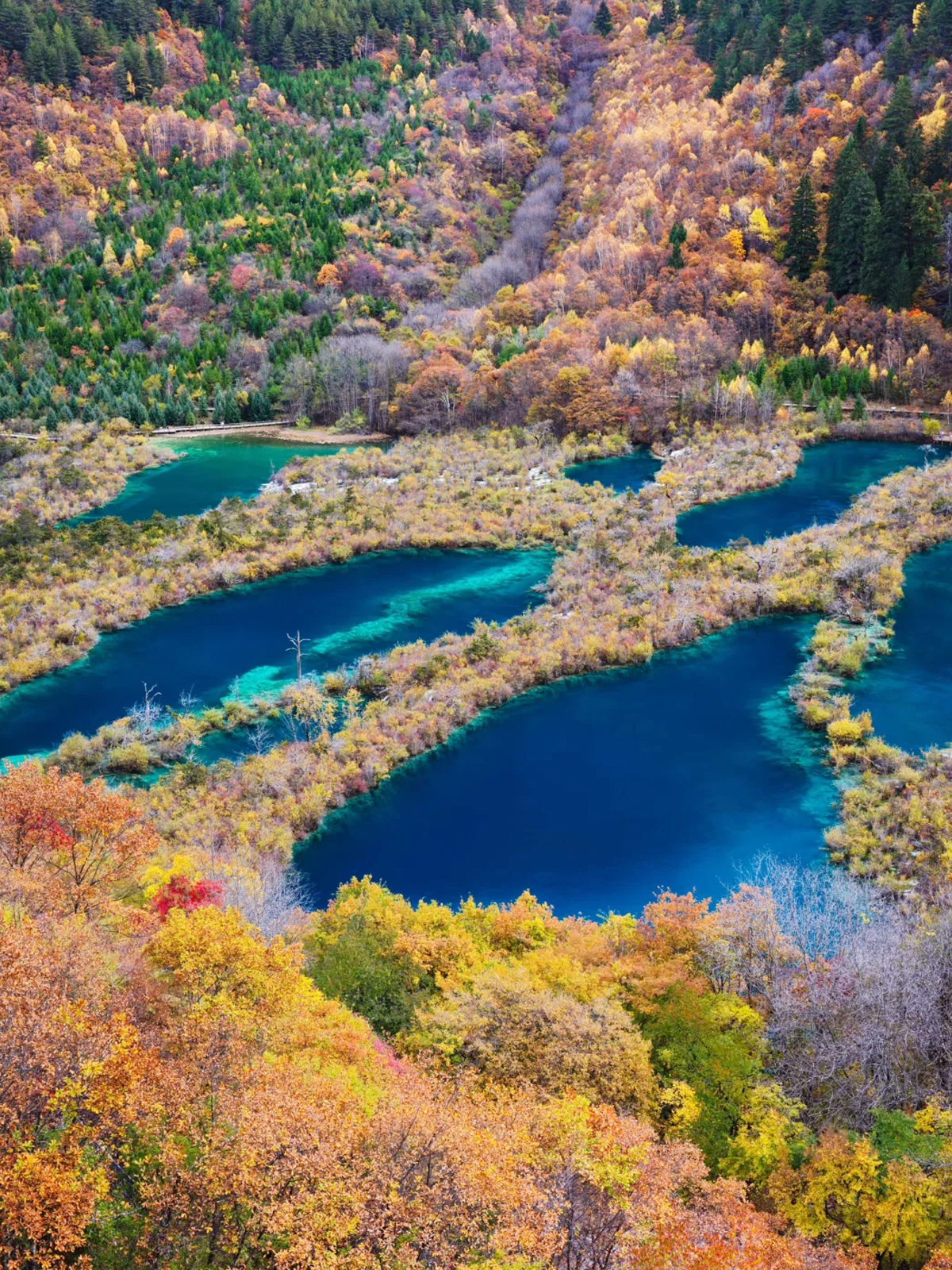 九寨-【樹正群海】九寨溝樹正溝的核心景點，由19個大小海子組成，呈梯田狀排列，海拔2187米至2280米，高差100餘米，逶迤相連長達1000米。湖水清澈見底，隨光線變化呈現翠綠、湛藍、橙黃等色彩，周圍山巒環繞，綠樹成蔭，枯木在水中歷經歲月侵蝕，形態各異，與波光粼粼的湖水、鬱鬱蔥蔥的樹木相互映襯，構成一幅充滿詩意的畫面，被譽為“九寨溝的縮影”。
