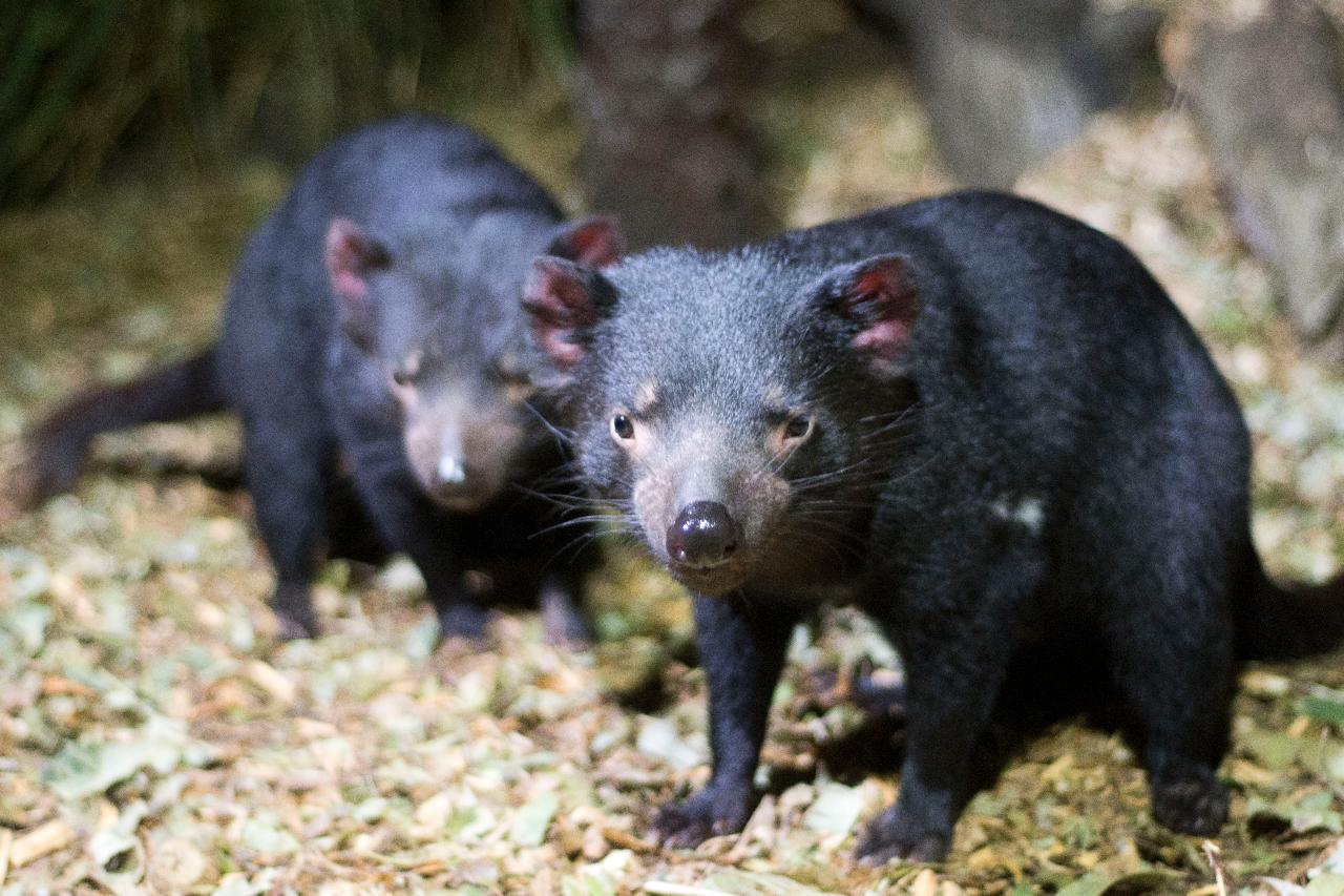 tasmanian devil