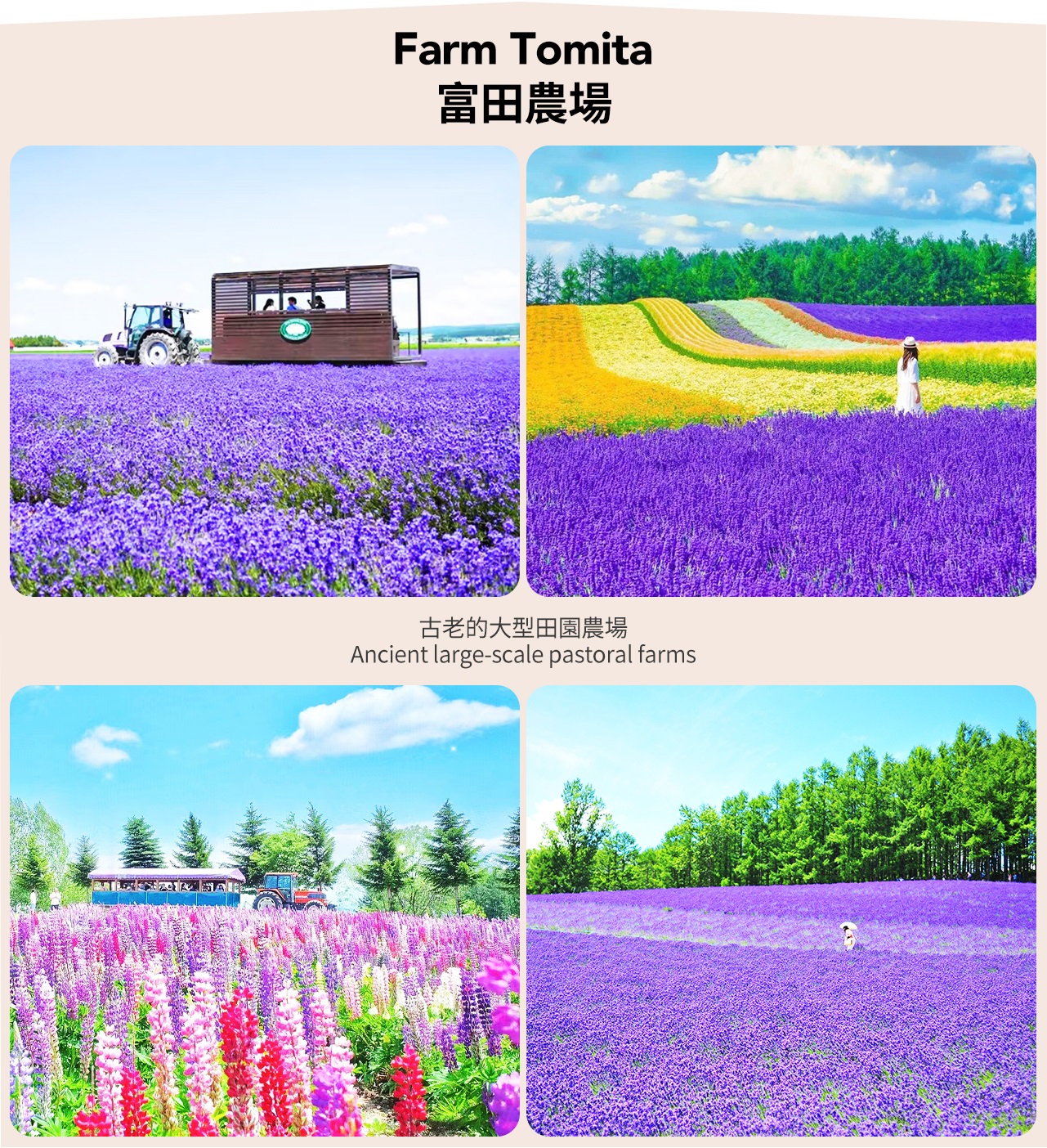 白金青池 & 森林精靈露臺 & 四季彩之丘/富田農場賞花一日遊 (札幌出發)