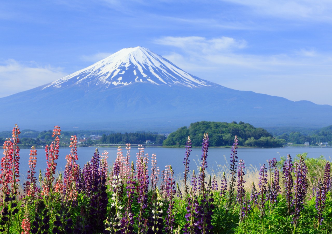 富士山壯麗美景或芝櫻節浪漫花海一日遊 （東京出發）