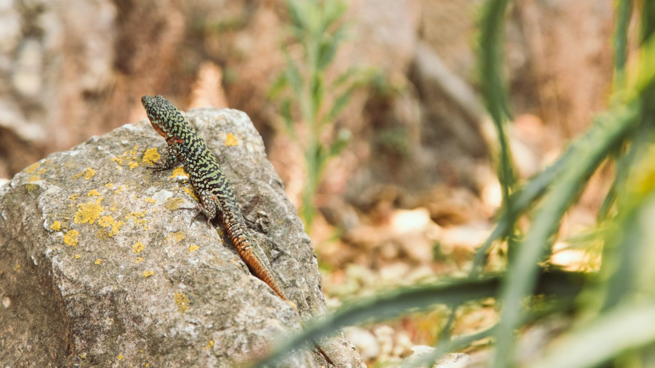 Capture unforgettable moments on one of Sicily’s most photogenic islands