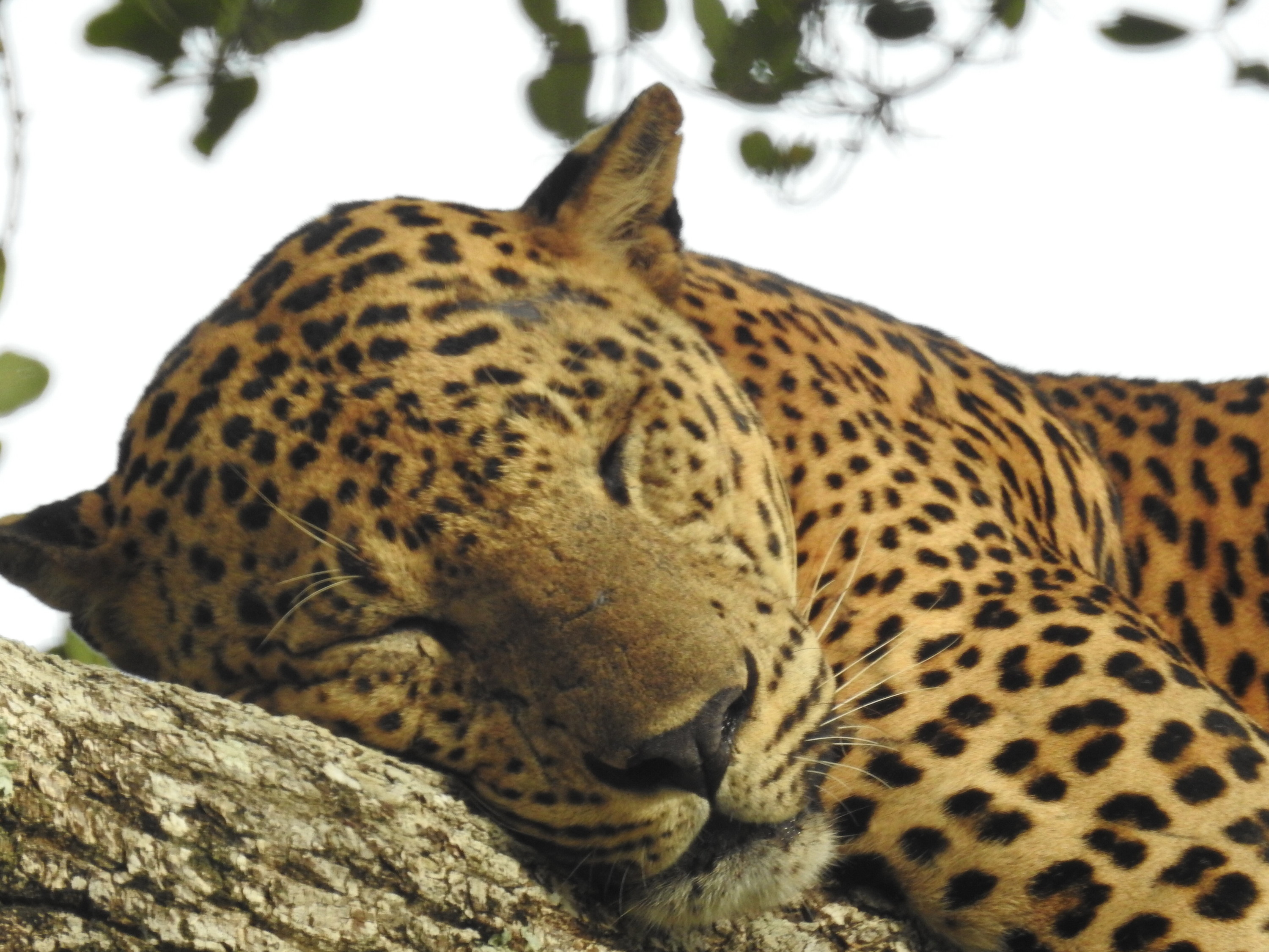 Yala National Park Half-day Safari Tour