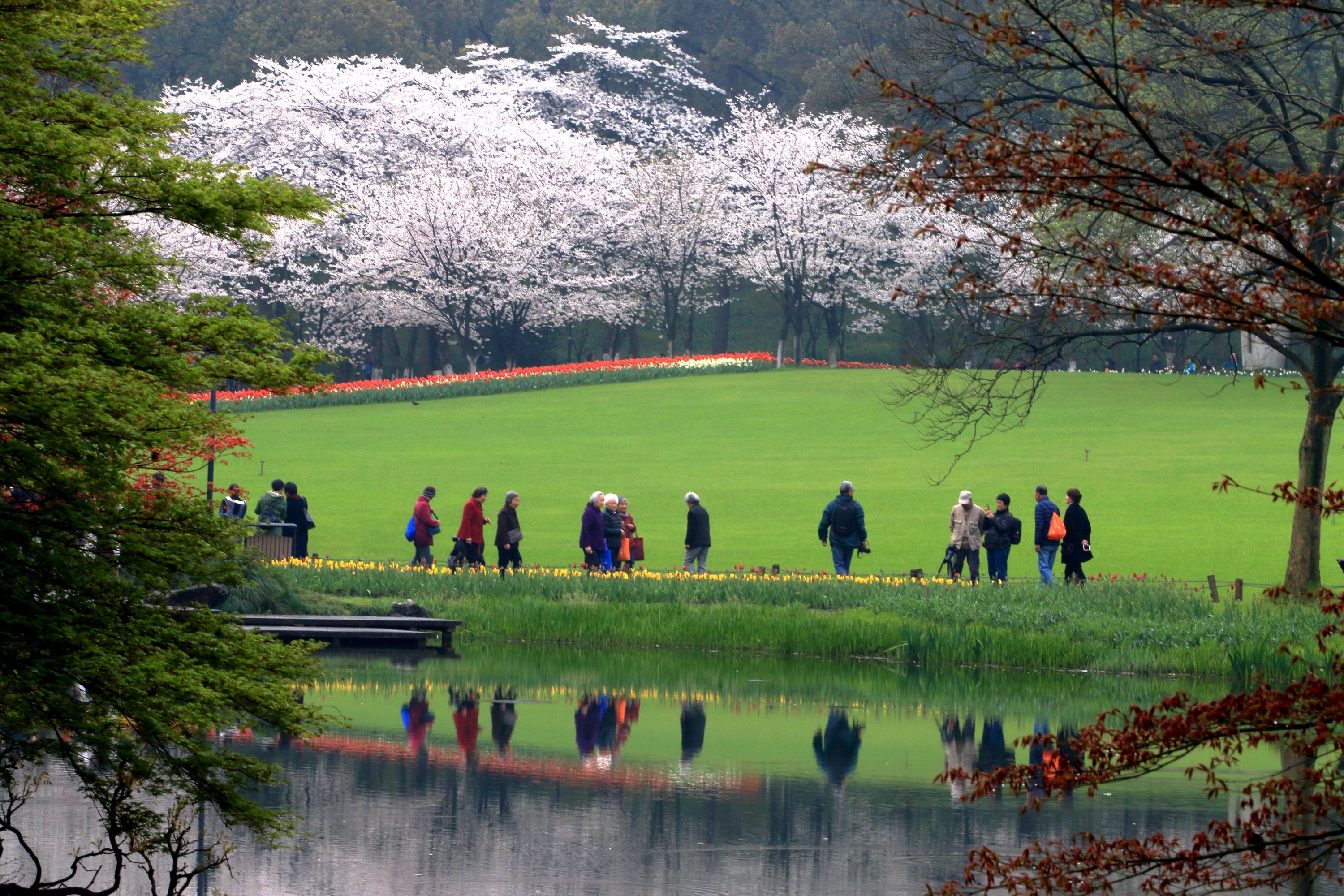 太子灣公園賞花