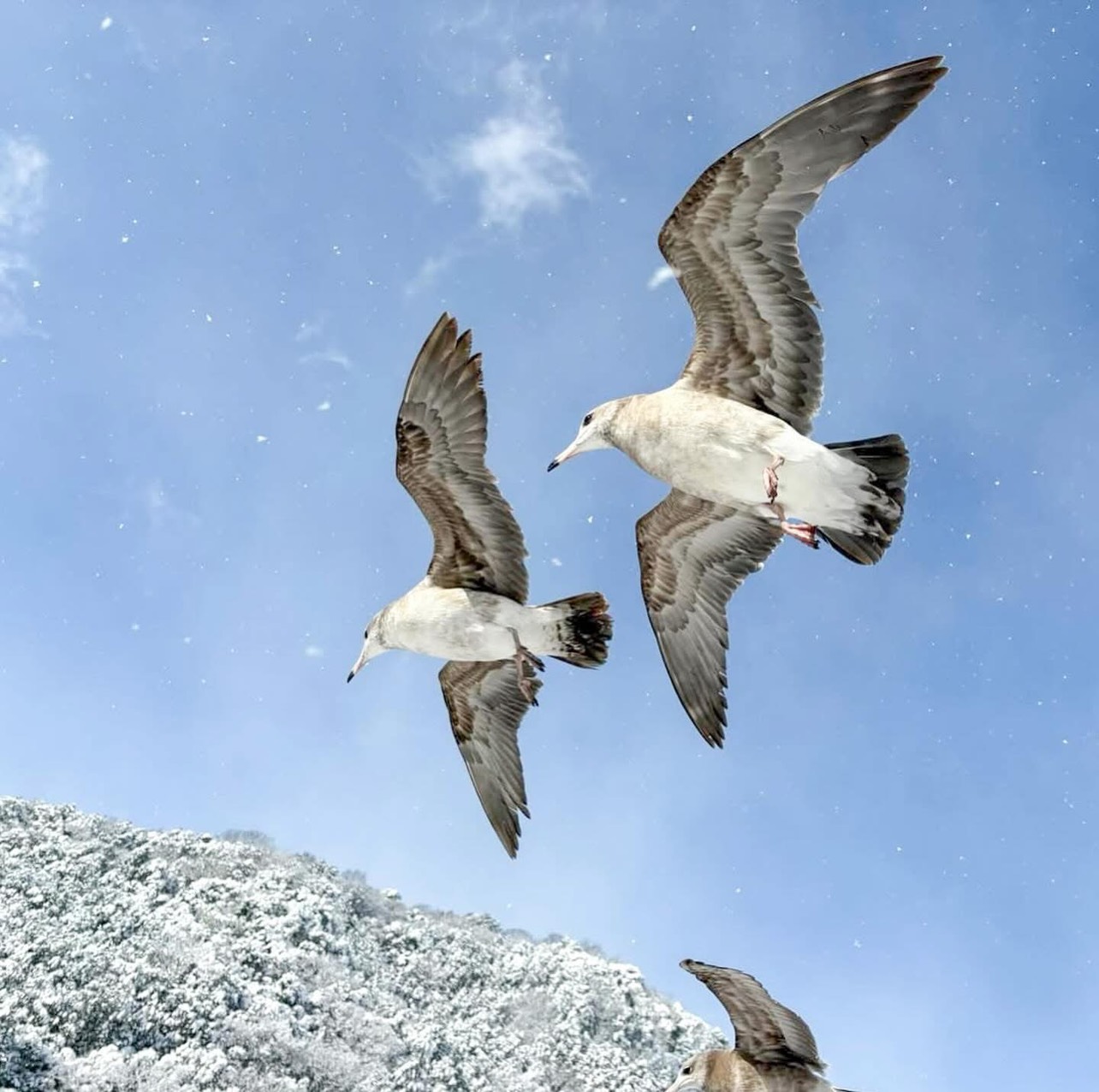 特別安排體驗餵食海鷗與老鷹,並贈送蝦味先零食,建議攜帶手套以防抓傷與防曬,增添旅程趣味與安全性。 特別安排體驗餵食海鷗與老鷹,並贈送蝦味先零食,建議攜帶手套以防抓傷與防曬,增添旅程趣味與安全性。