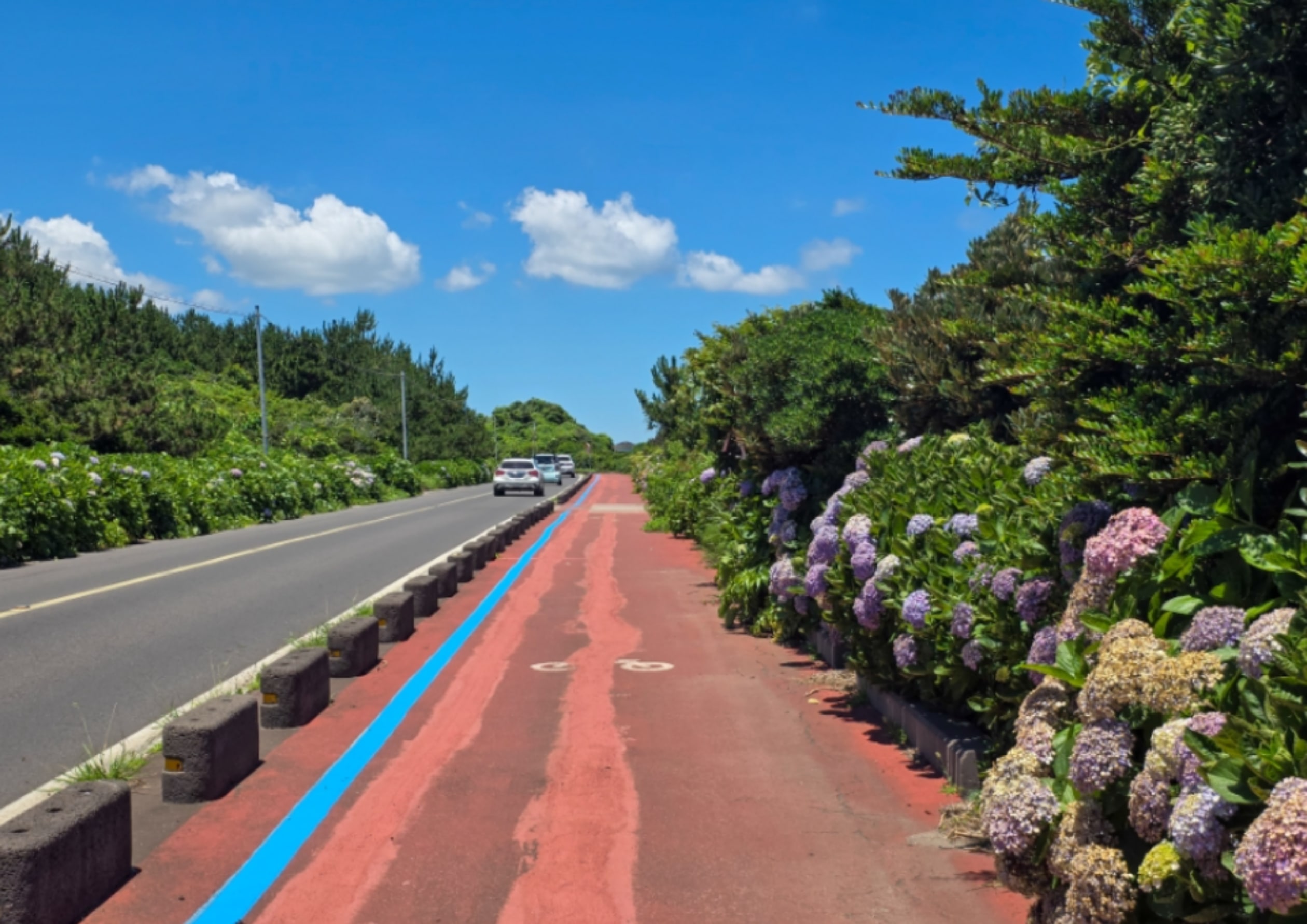 甕達里繡球花路：四大季節花卉（夏季）