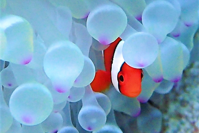 Snorkeling Tour in Ishigaki-island, Okinawa