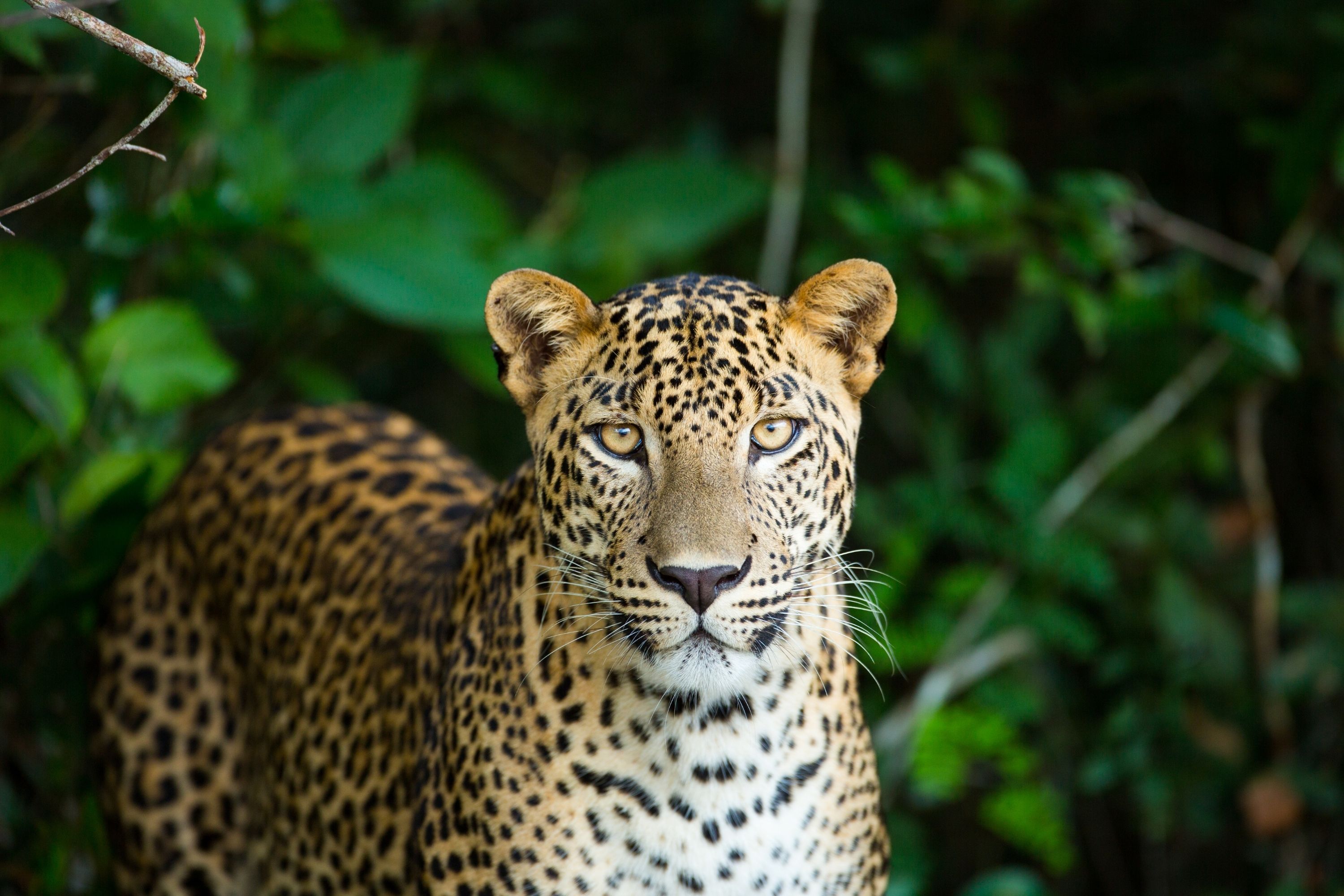 Arugam Bay Kumana Milliy Parkida yarim kunlik safari va leopard izlash
