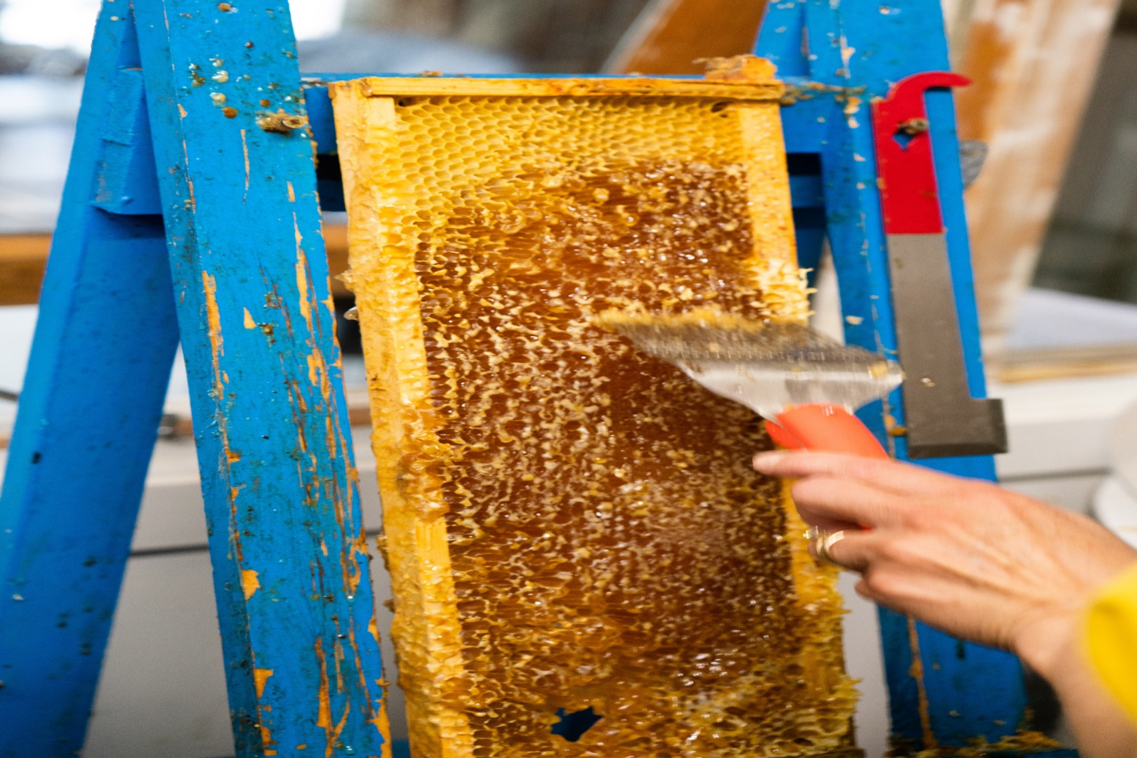 蜂蜜採集體驗