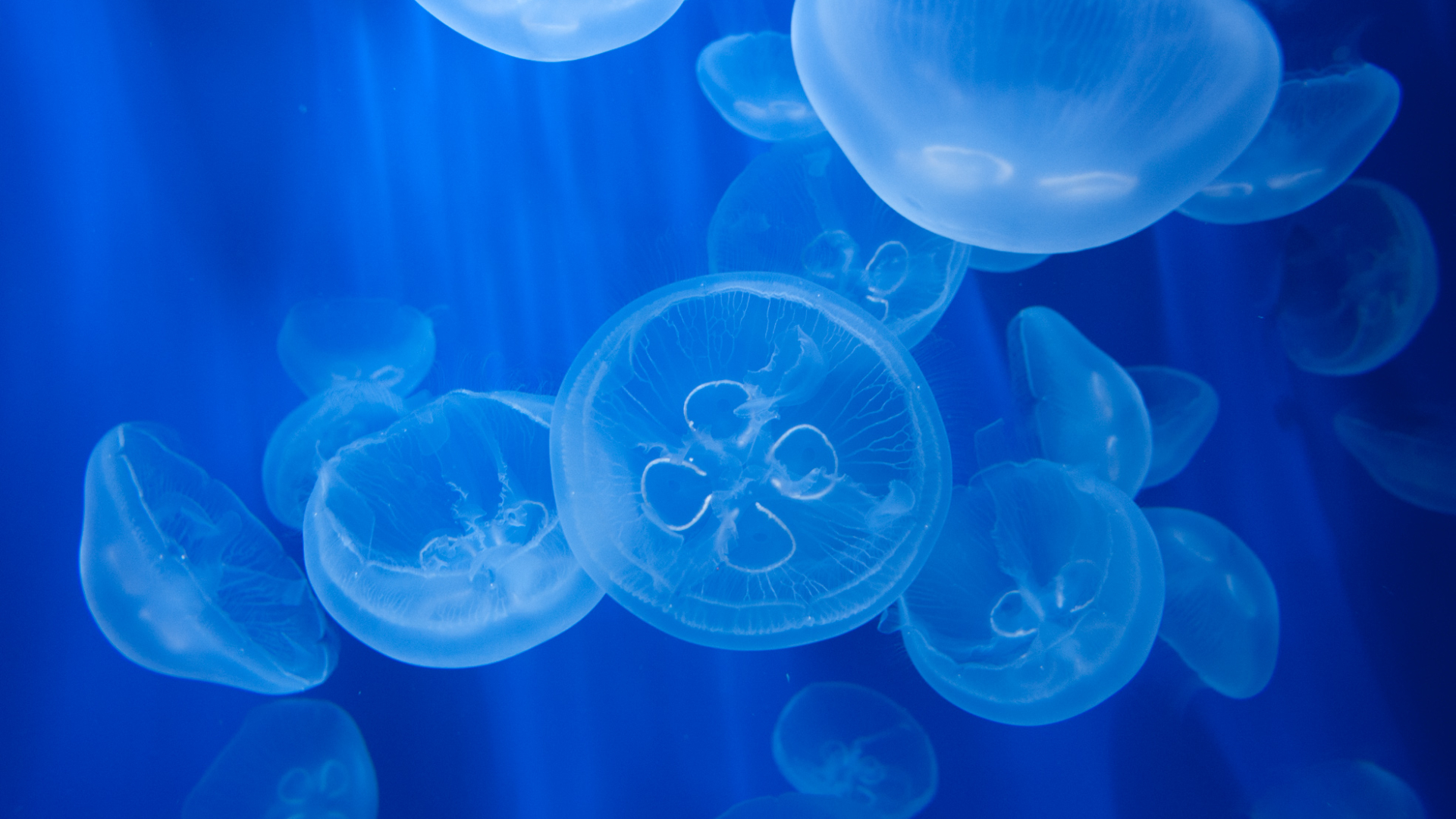 熱那亞水族館和幻想影院門票