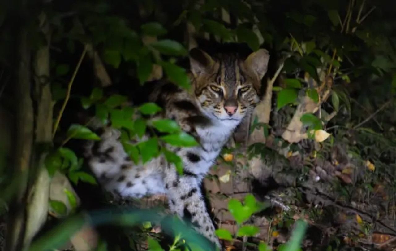 Sigiriya Night Safari, Fireflies & Wildlife Private Tour