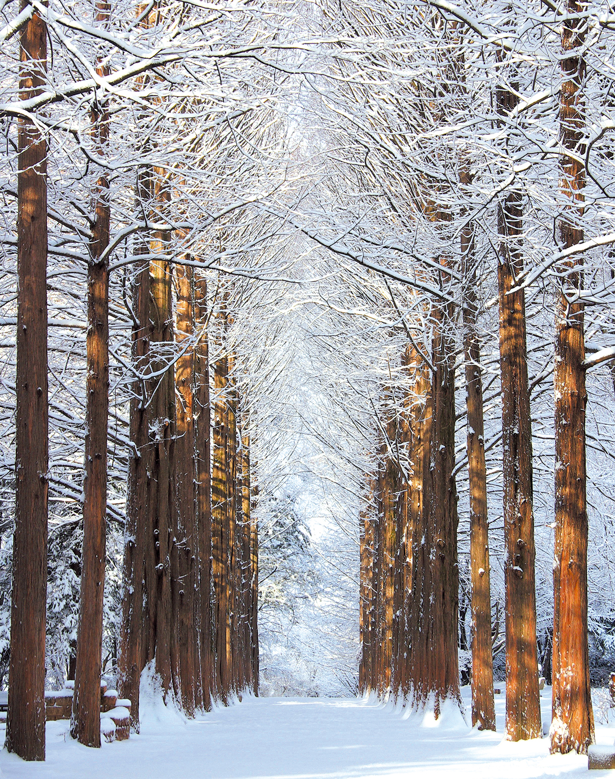 南怡島最具代表性的林蔭大道，四季皆展現截然不同的迷人風貌，每個季節都比前一個更加令人驚豔。