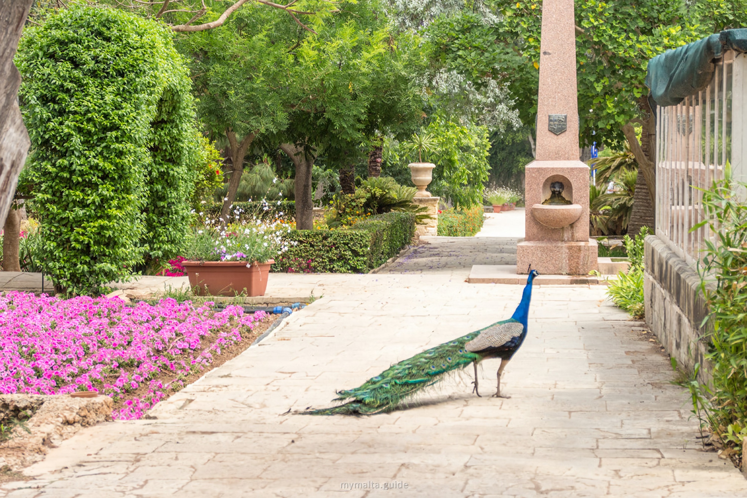 姆迪納（Mdina）& 丁利懸崖（Dingli Cliffs）& 聖安東尼奧植物園（San Anton Botanical Gardens）之旅