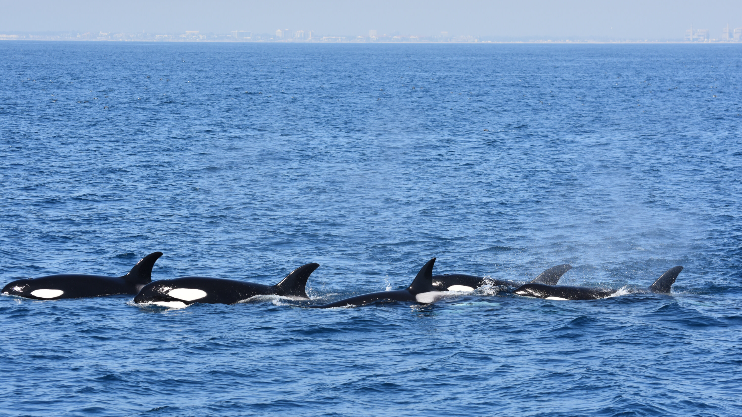 Whale Watching and Dolphin Tour from West Harbor, Los Angeles