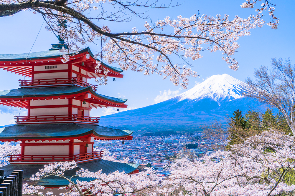 富士山網紅打卡景點&河口湖四季花卉探秘之旅（贈送日式草餅）｜東京/新宿出