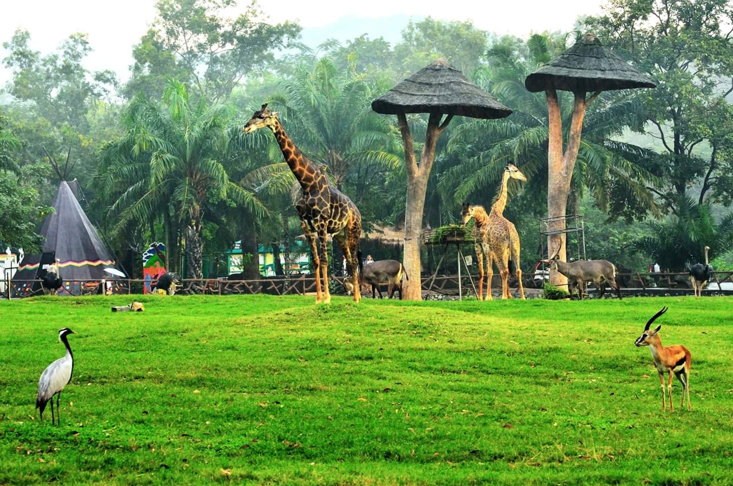 Khao Kheow開放式動物園私人之旅