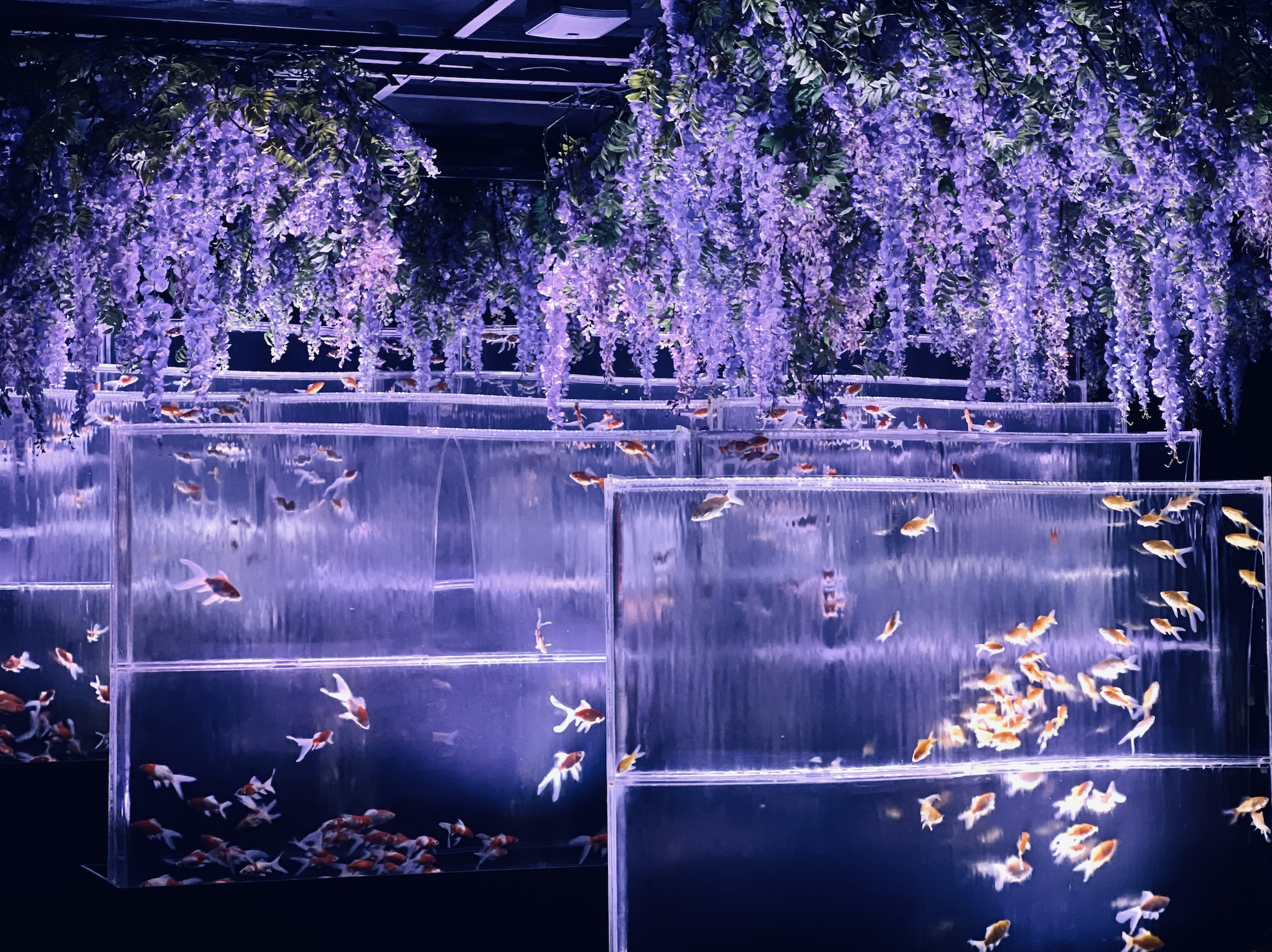 東京銀座藝術水族館門票