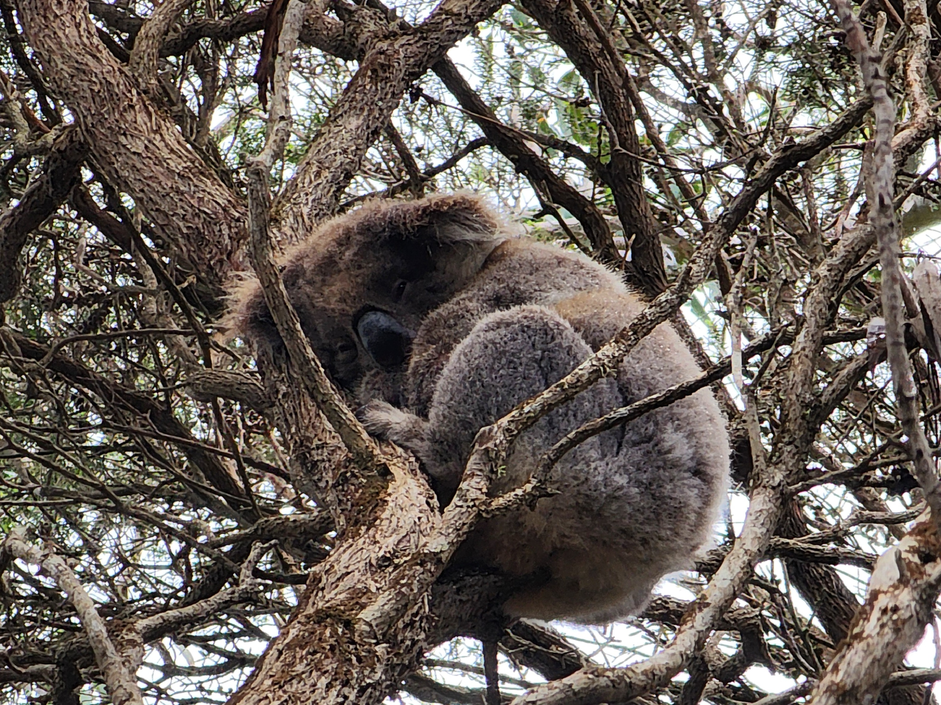 See koalas in the wild