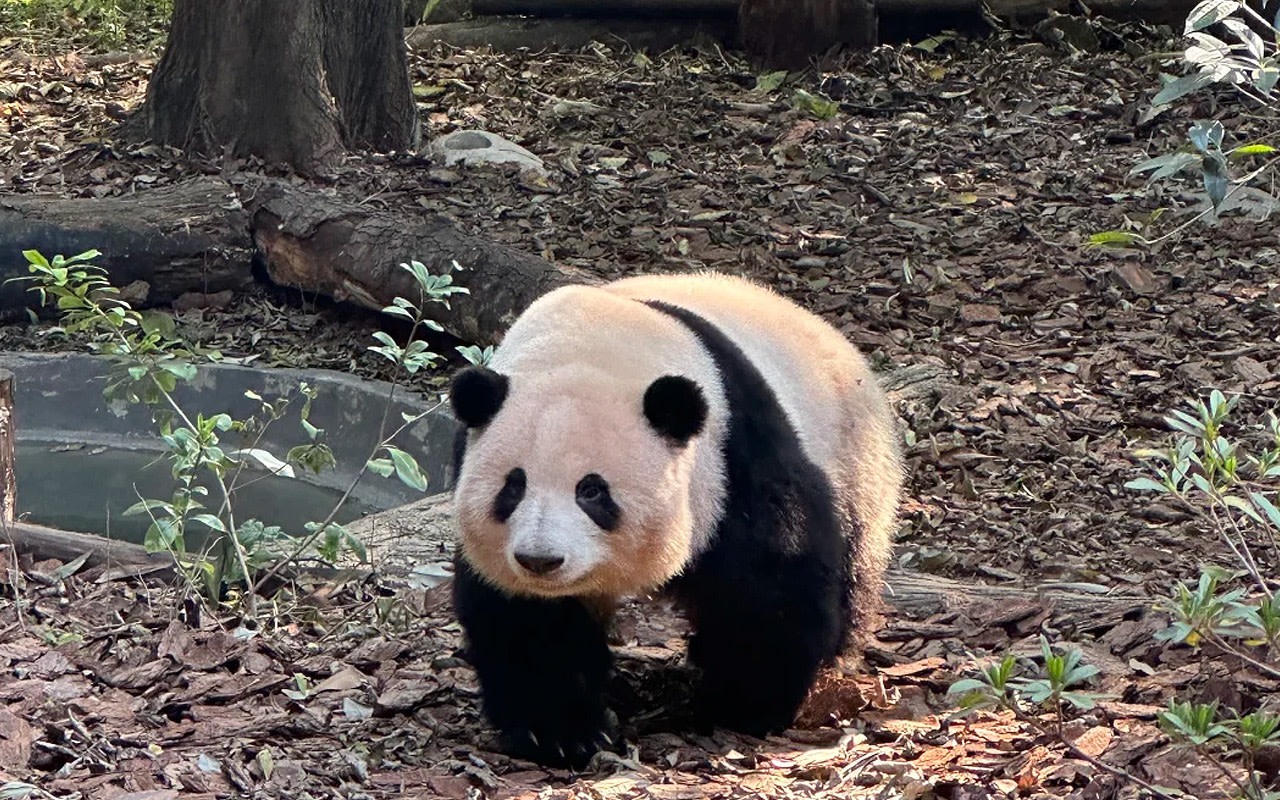 One-day tour to Chengdu Panda Base + Sanxingdui Museum