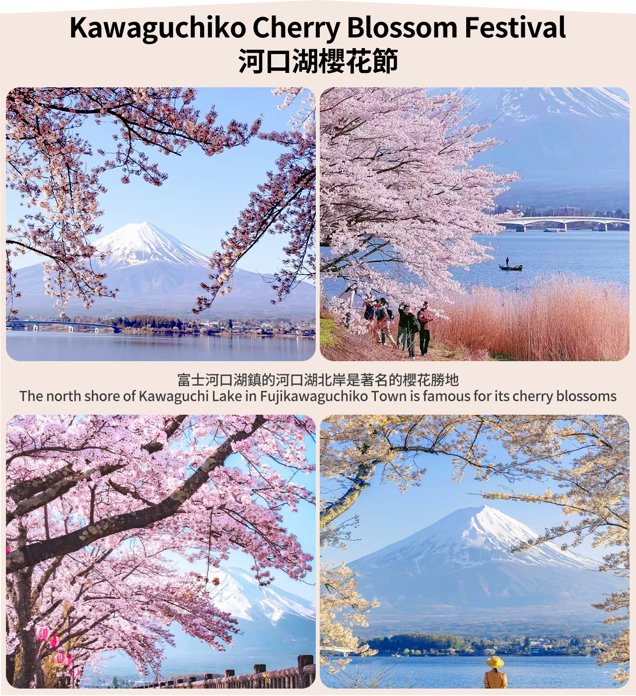 Kawaguchiko Cherry Blossom Festival (visit from April 1st to 13th) - The cherry blossom avenue stretches along the lake, with pink clouds covering the sun and Mount Fuji looming among the flowers.