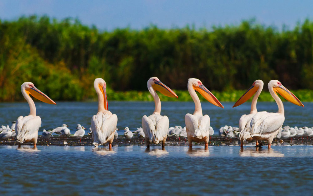 Tulcea Danube Delta Full-Day Private Cultural Tour