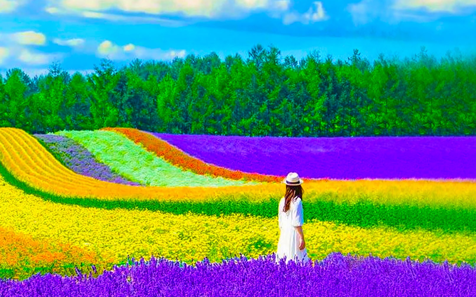 [Hokkaido Summer Limited] Furano Farm Tomita & Shikisai-no-oka & Blue Pond & Waterfall & Patchwork Road Day Tour | Departure from Sapporo