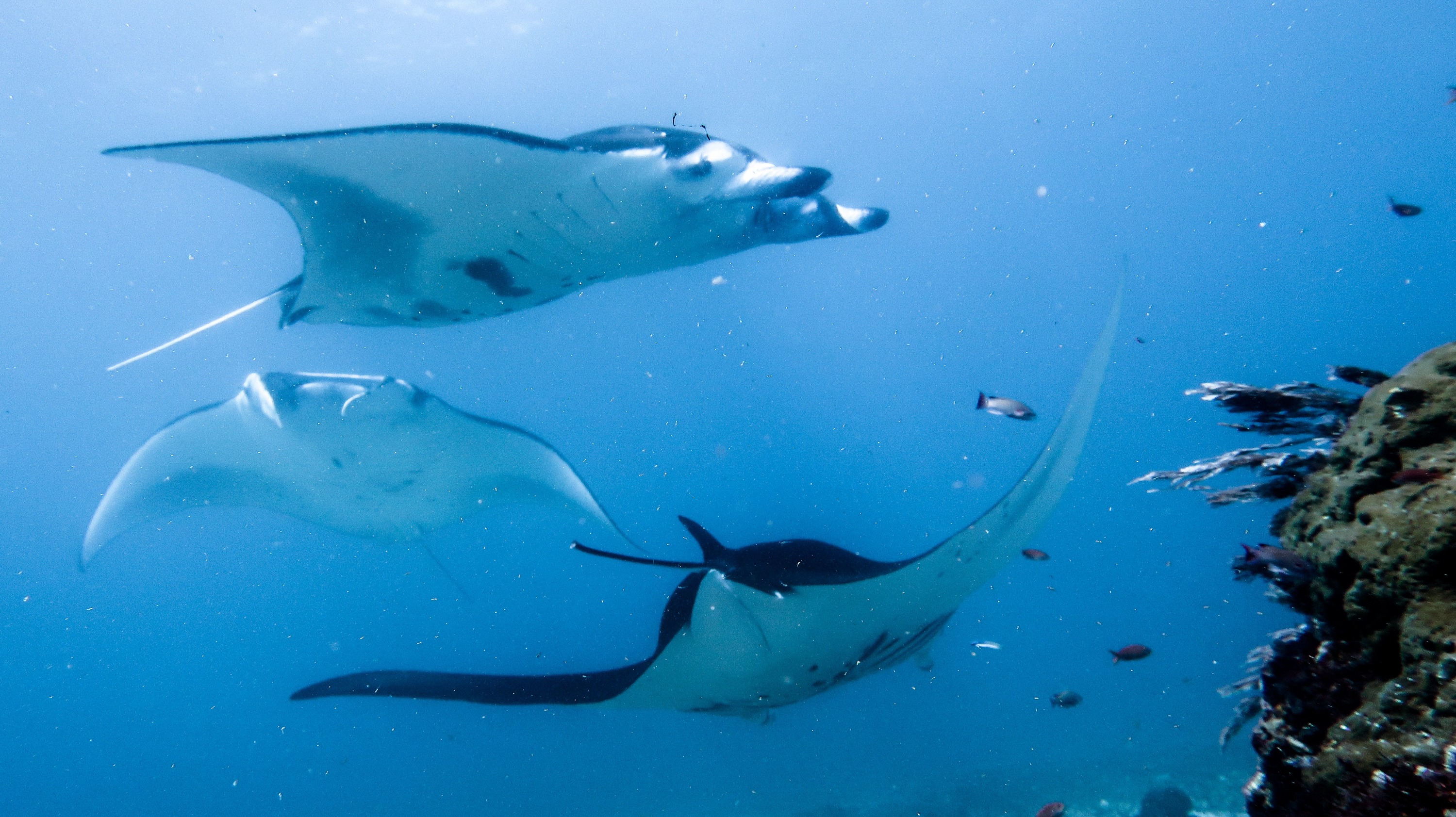 Advanced Open Water Course in Labuan Bajo by Dragon Dive Komodo