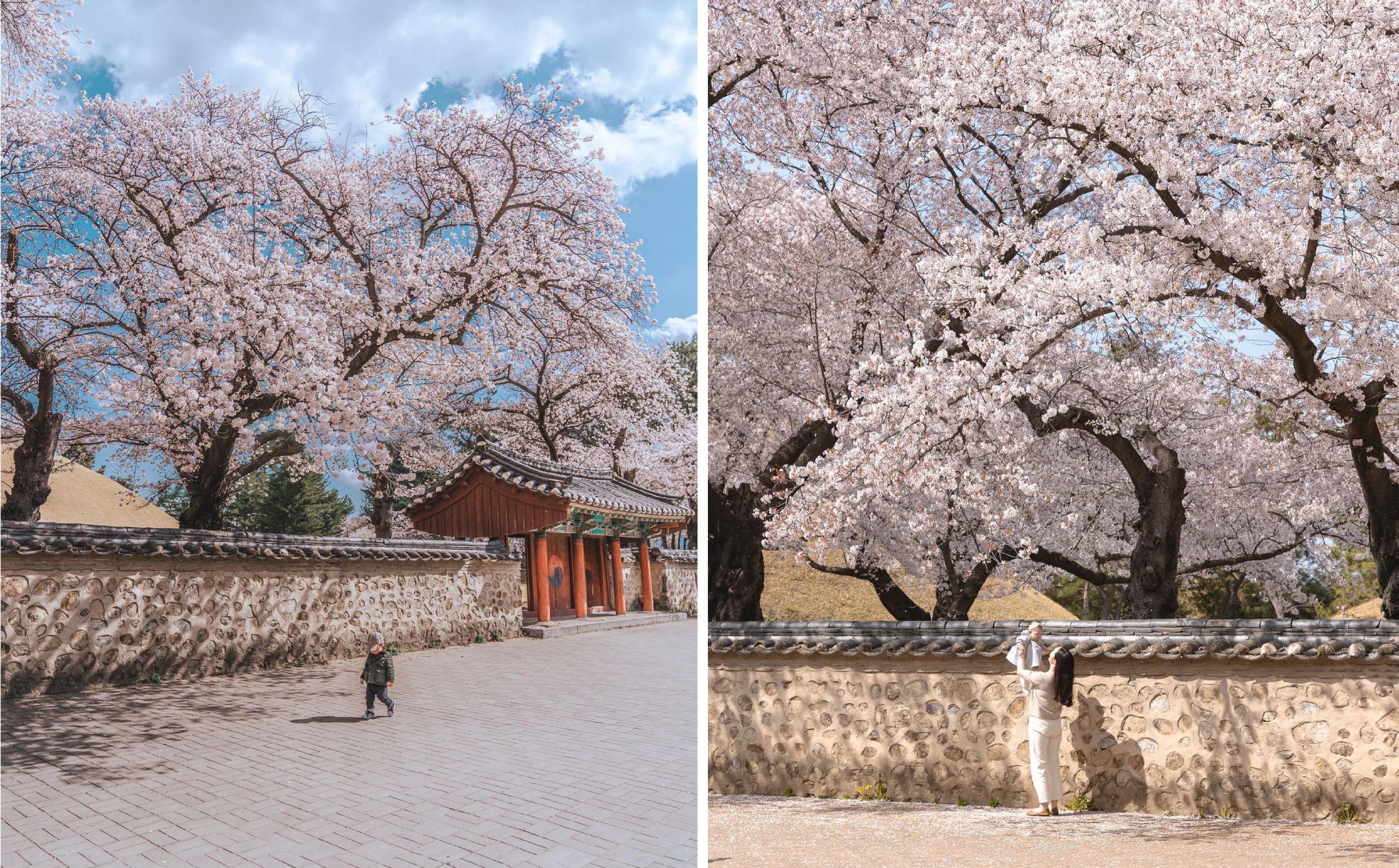 釜山 & 慶州一日遊（釜山出發）