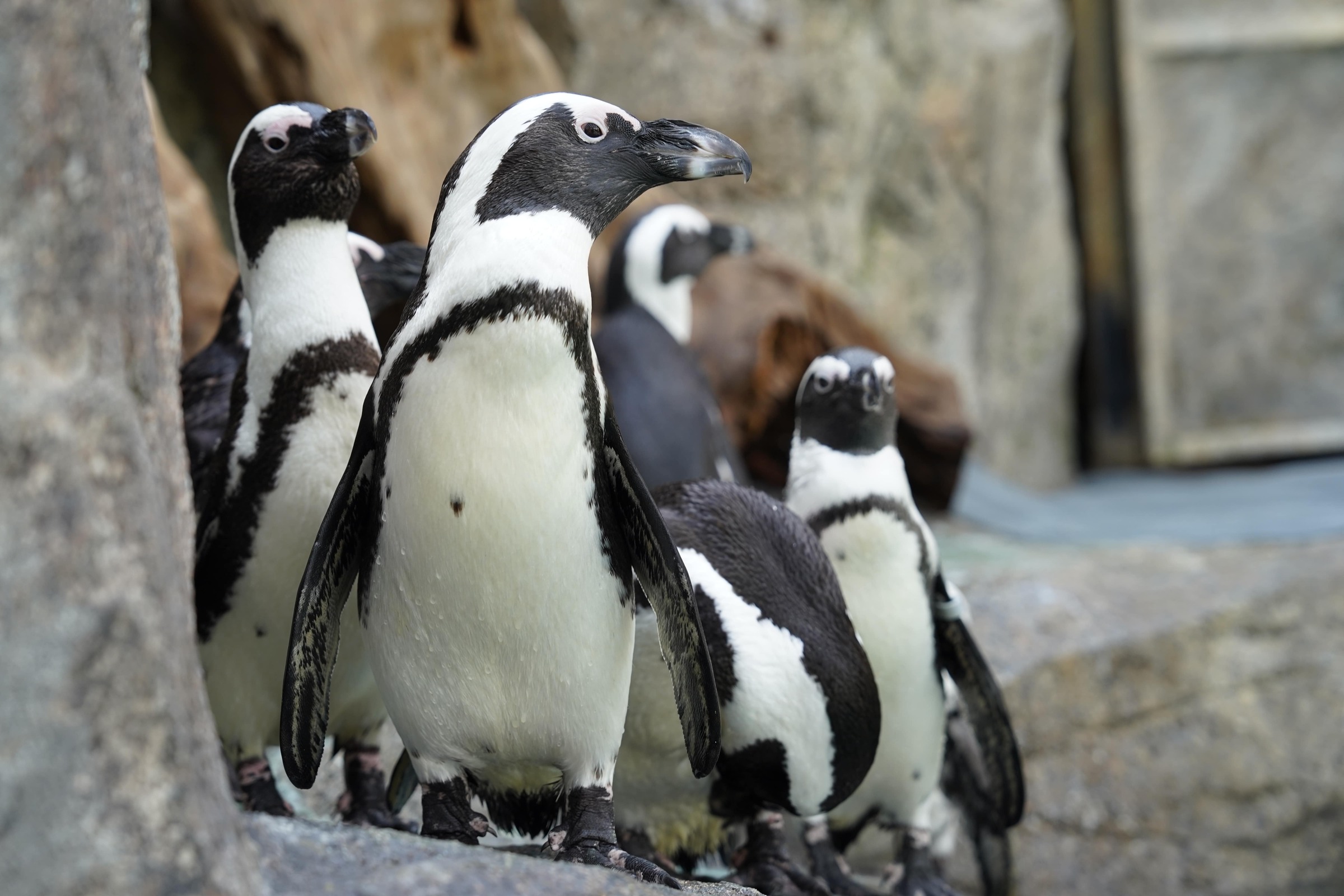 無論您是植物愛好者、鳥類愛好者，還是尋求寧靜與色彩的休閒旅行者，秋海棠鳥園都能為您提供令人耳目一新的體驗