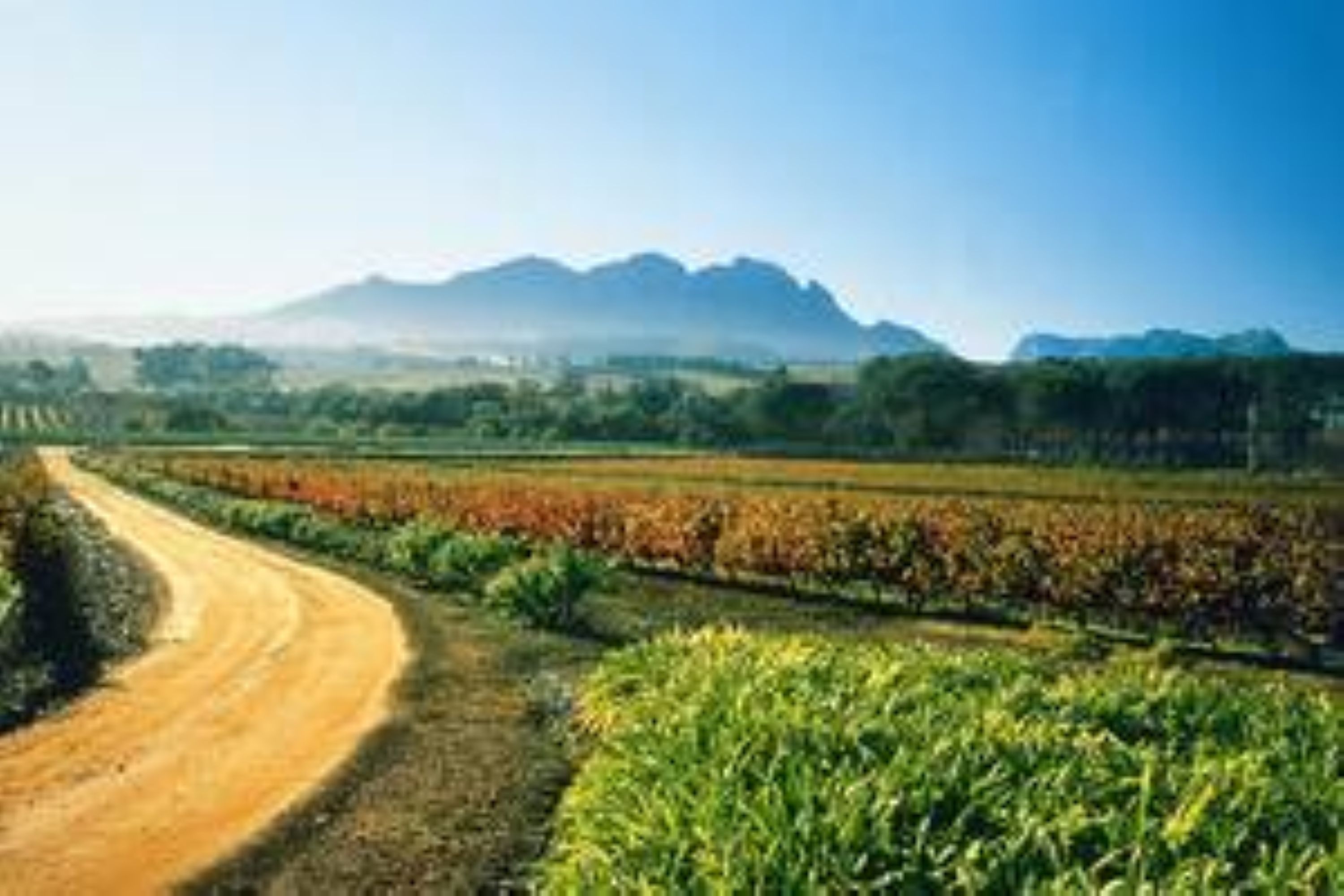 Stellenbosch Northern Route Full-Day Hop-On Hop-Off Wine Tasting Tour