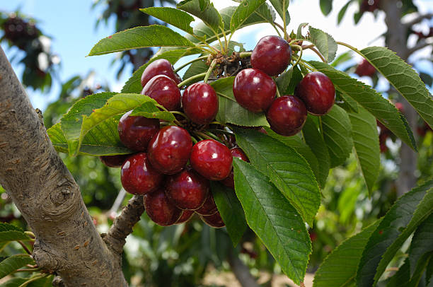 All-Inclusive Cherry Picking Day Tour from Sydney