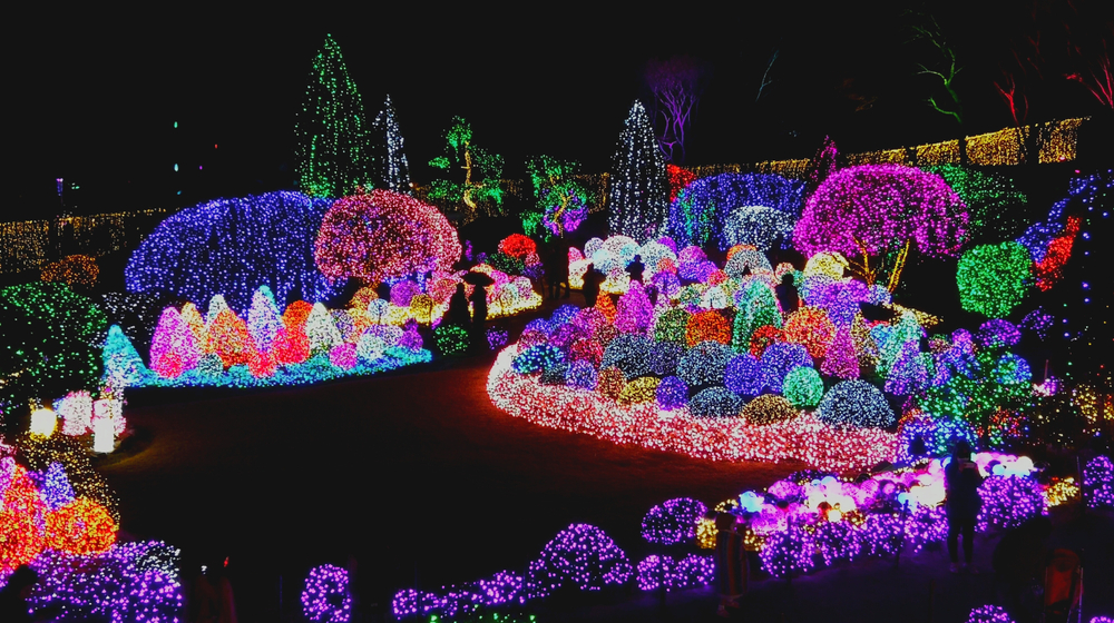 踏入晨靜樹木園，沉浸在璀璨燈飾點亮的魔幻冬日仙境。
