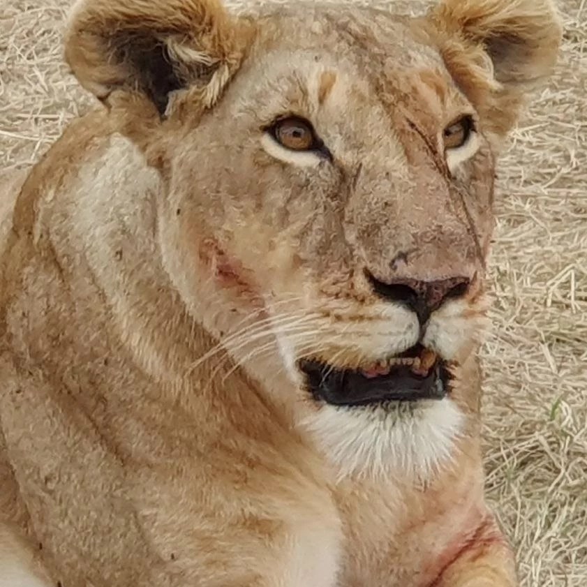 The Ultimate Masai Mara Safari Experience: 4-Day Big Five Adventure