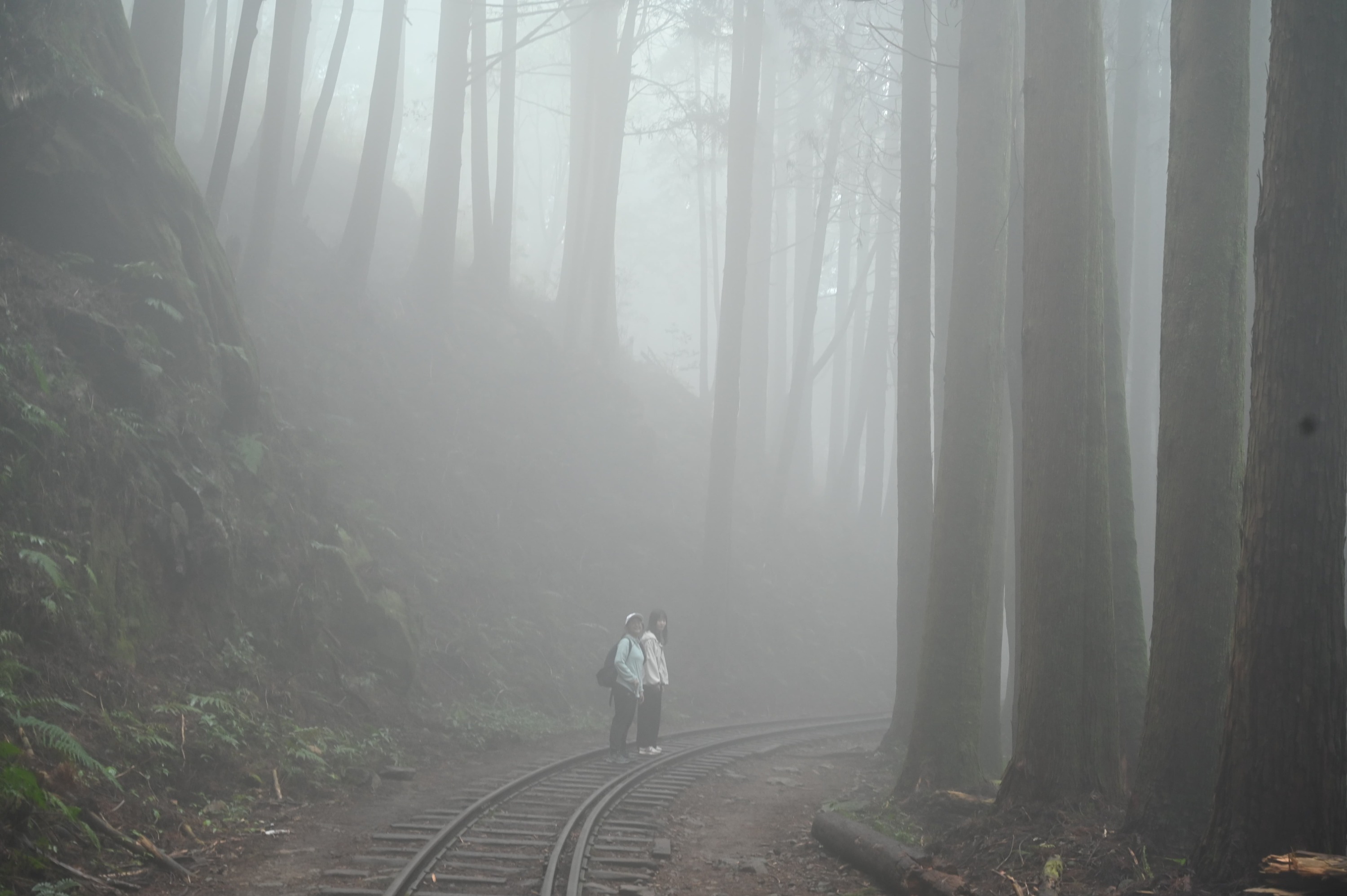 Alishan Mianyue Line Hiking Day Tour in Chiayi