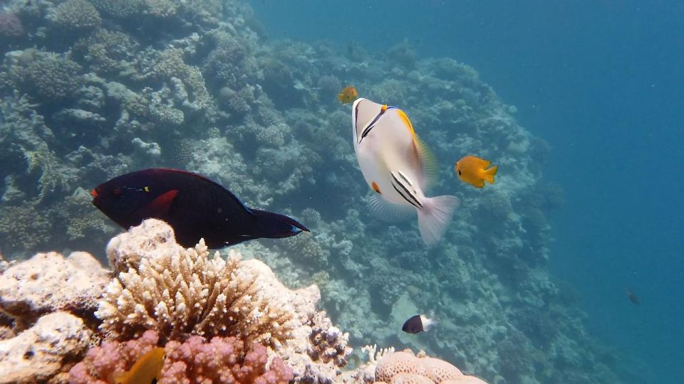 從埃爾古納出發：奧蘭治島浮潛之旅 & 風帆傘運動
