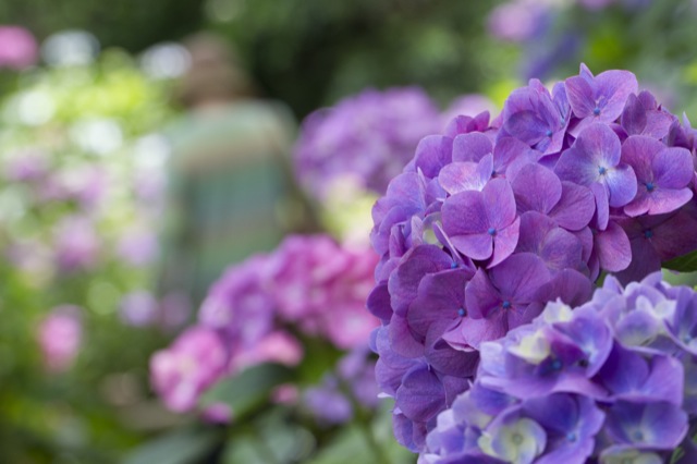 Shizuoka Hydrangea Festival & Mishima Skywalk Day Tour From Shinjuku