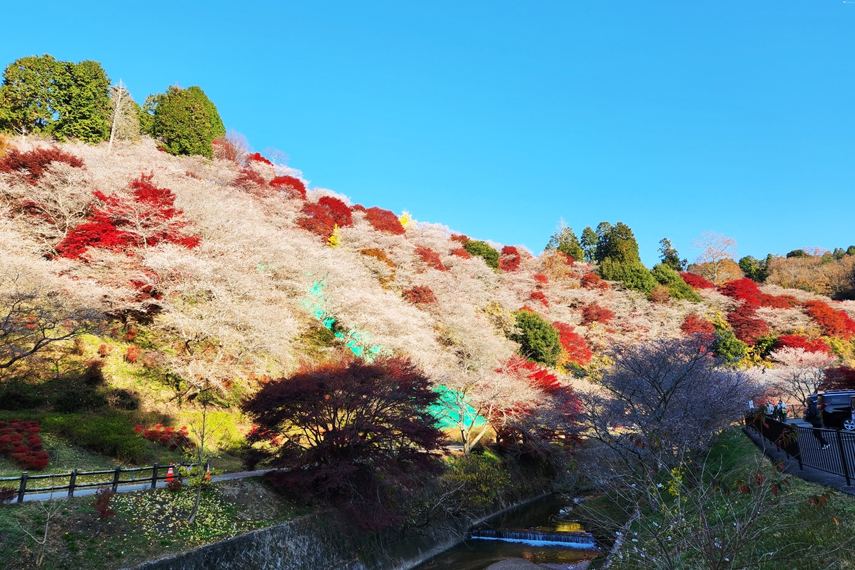 岐阜｜虎溪山永保寺＆香嵐溪“櫻花楓葉同框”一日遊｜名古屋出發