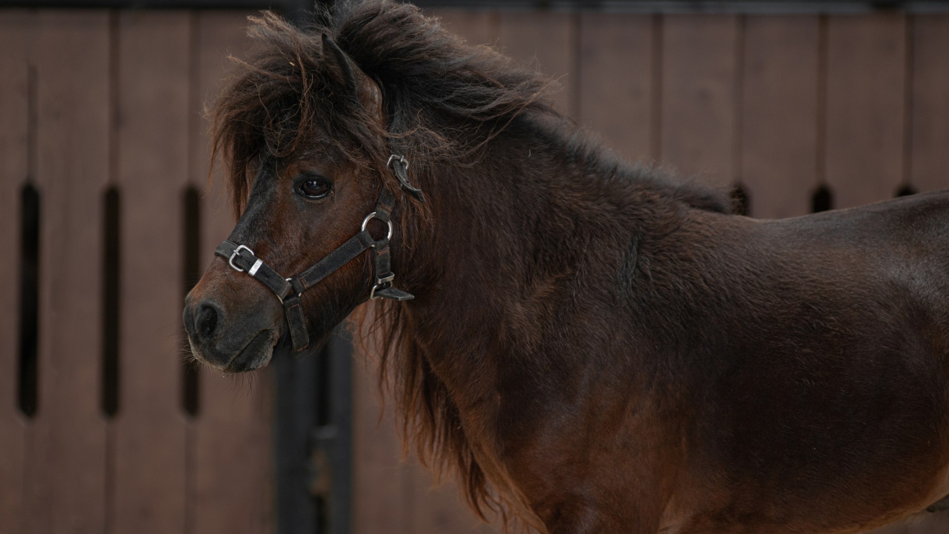 Vinpearl Horse Academy Ticket in Vu Yen  