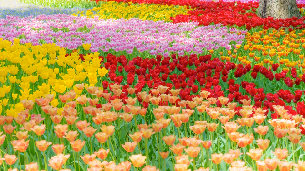 五彩花田層層綻放,鬱金香與春花交織成絢麗圖案,色彩明快熱烈,展現國營常陸海濱公園春季生機盎然的景象。 五彩花田層層綻放,鬱金香與春花交織成絢麗圖案,色彩明快熱烈,展現國營常陸海濱公園春季生機盎然的景象。