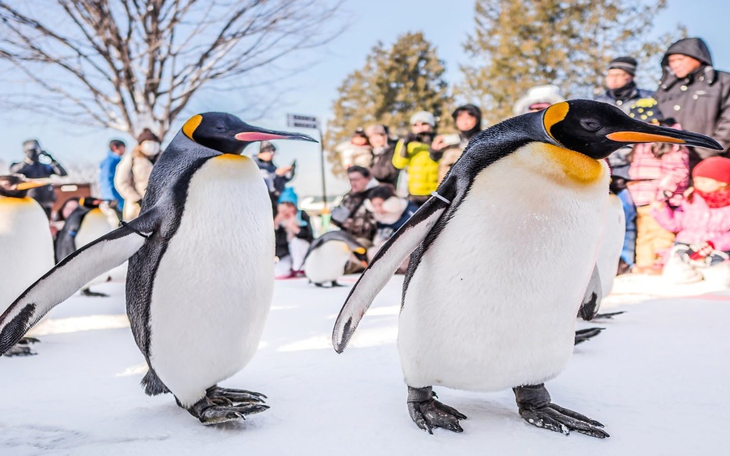 Asahiyama Zoo & Forest Terrace Day Tour from Sapporo: Penguin Parade + Shiki Sai Sleigh Land or Otaru Dreamy Illumination